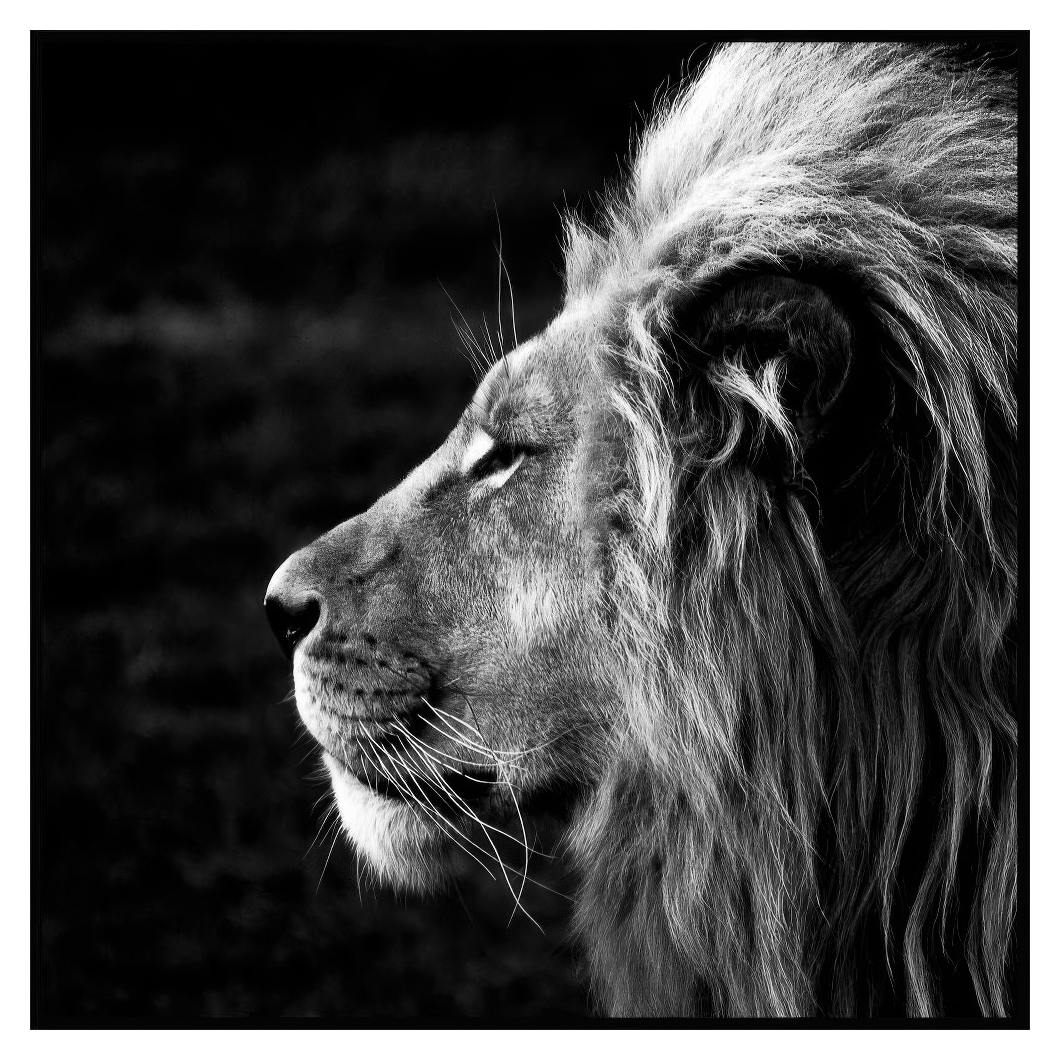 Lion Poster (50x50 cm) - Poster Store