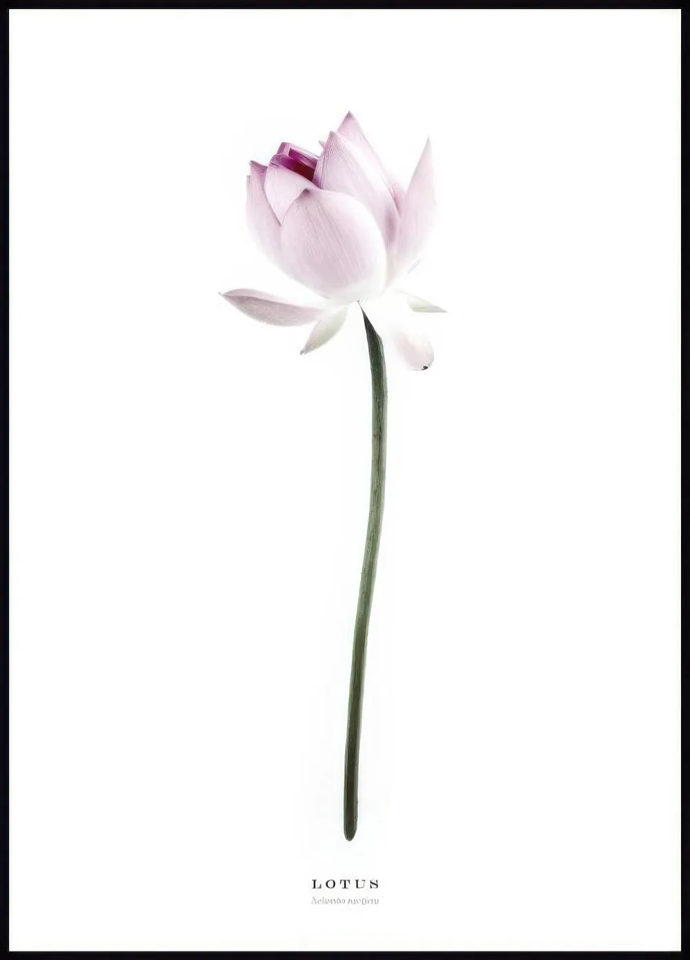 Ein Poster mit einer sanften, blassrosa Lotusblume auf weißem Hintergrund, die nach oben ragt.