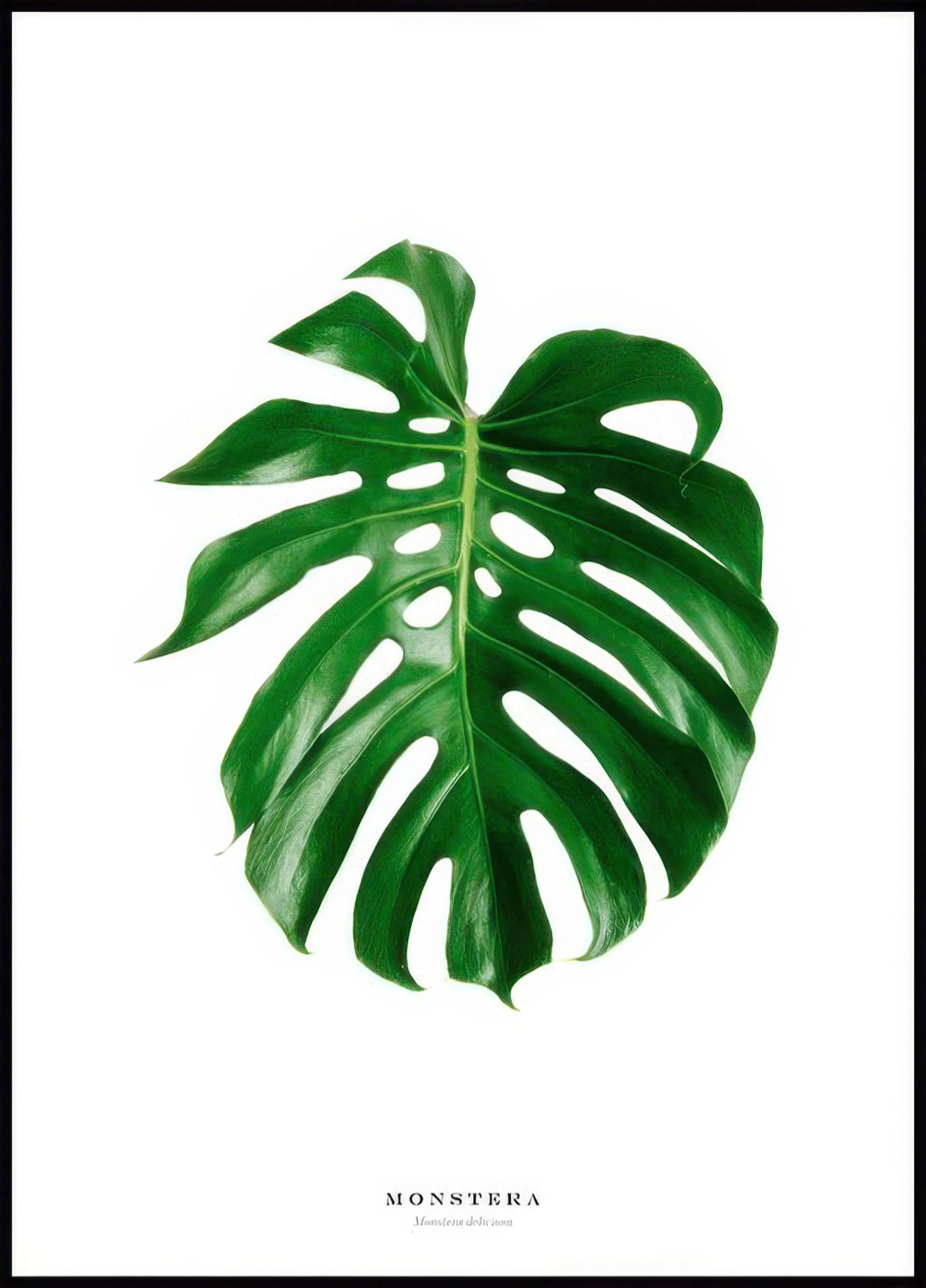 A poster featuring a vibrant green Monstera leaf with natural holes and characteristic splits, on a clean white background.