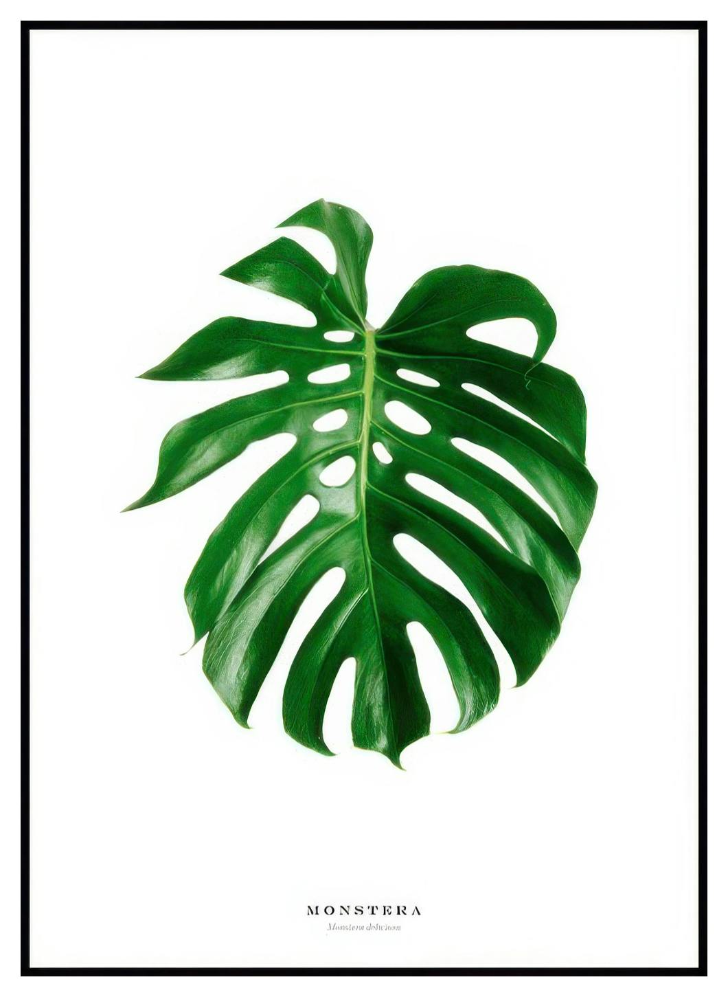 Monstera Poster (21x30 cm) - Poster Store