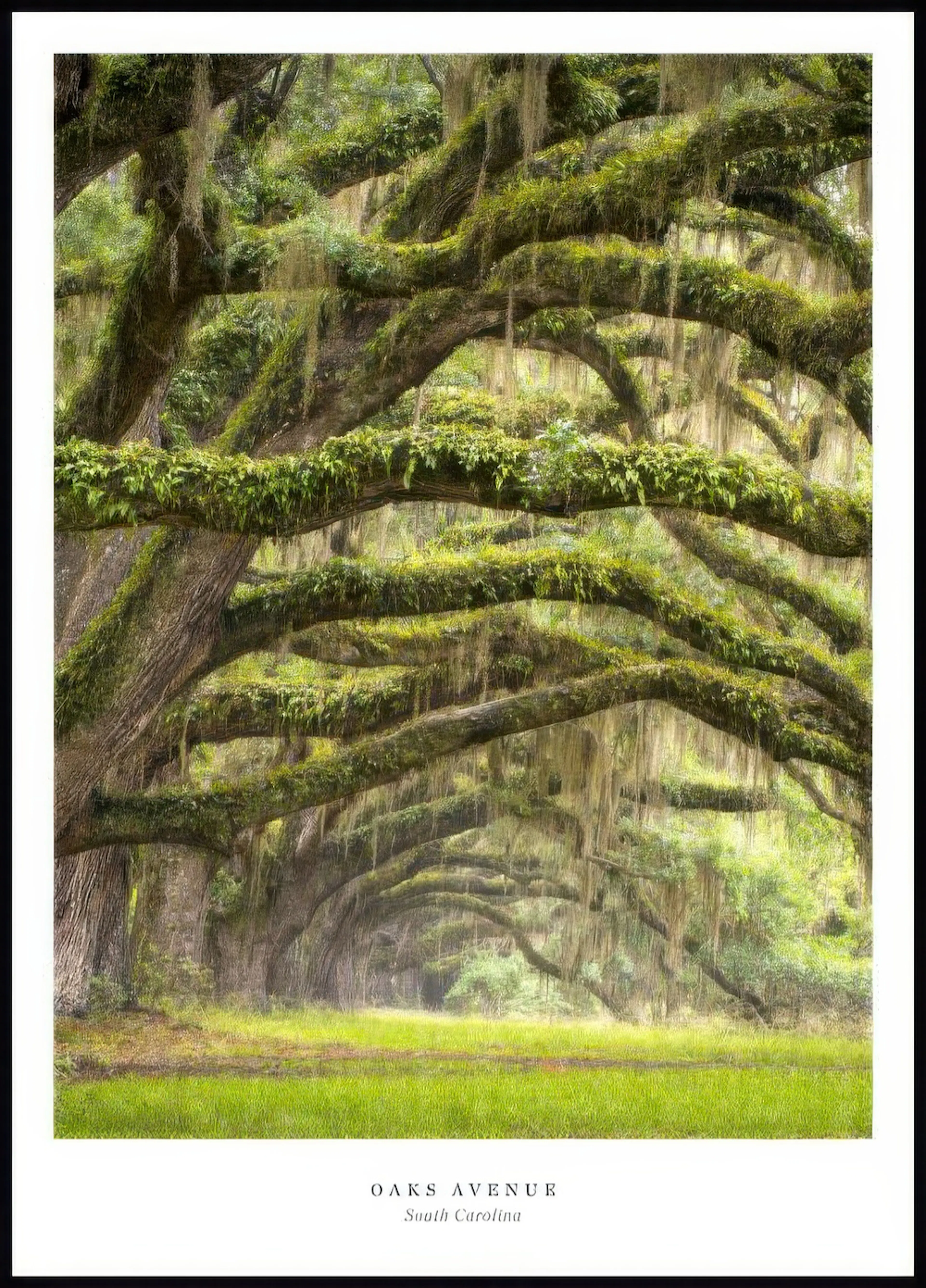 A poster featuring a lush green avenue of ancient oak trees with branches draped in Spanish moss, creating a natural archway.