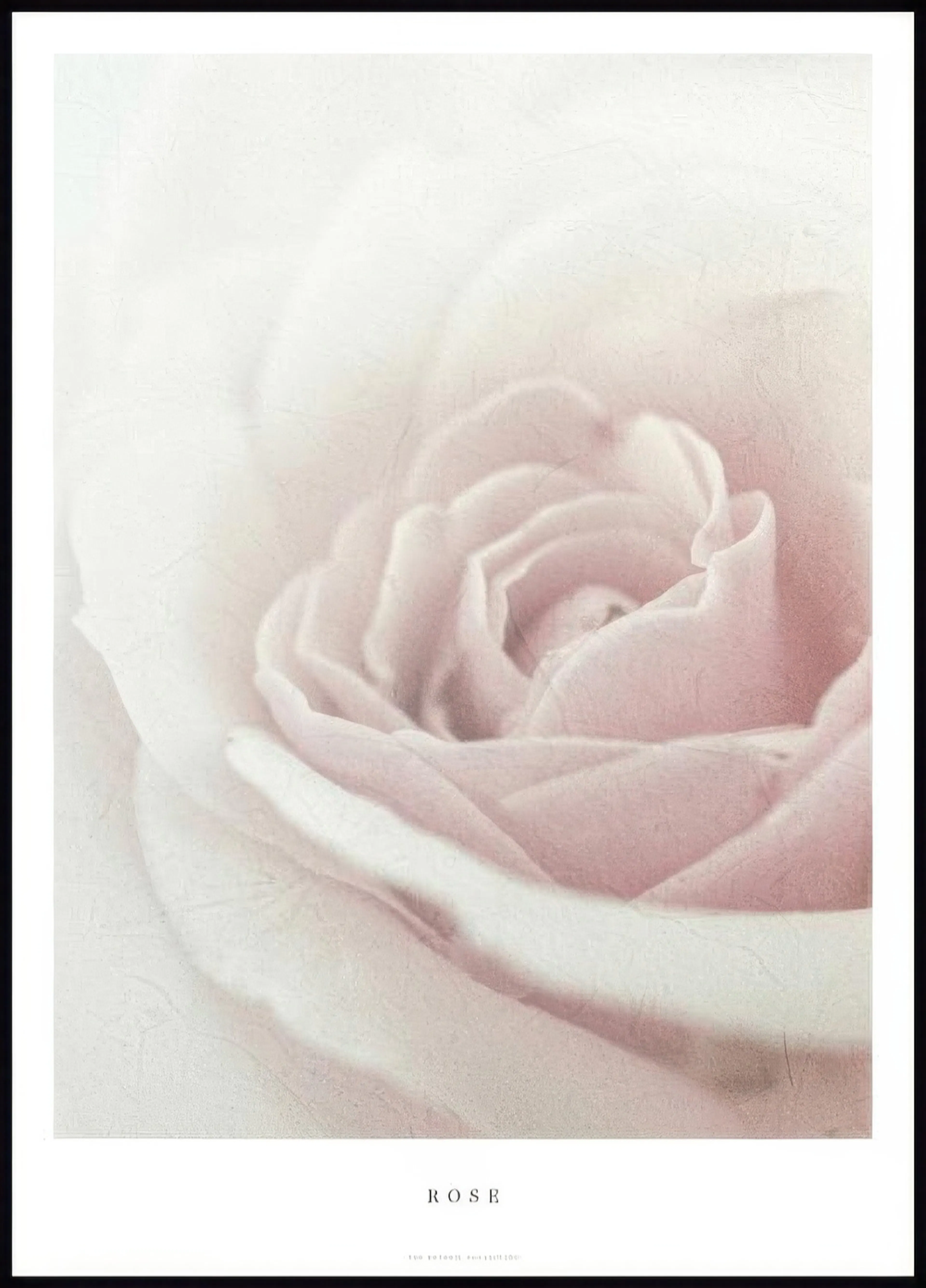Poster mit einer Nahaufnahme einer zartrosa Rose, deren Blütenblätter sich sanft entfalten und eine weiche Textur zeigen.