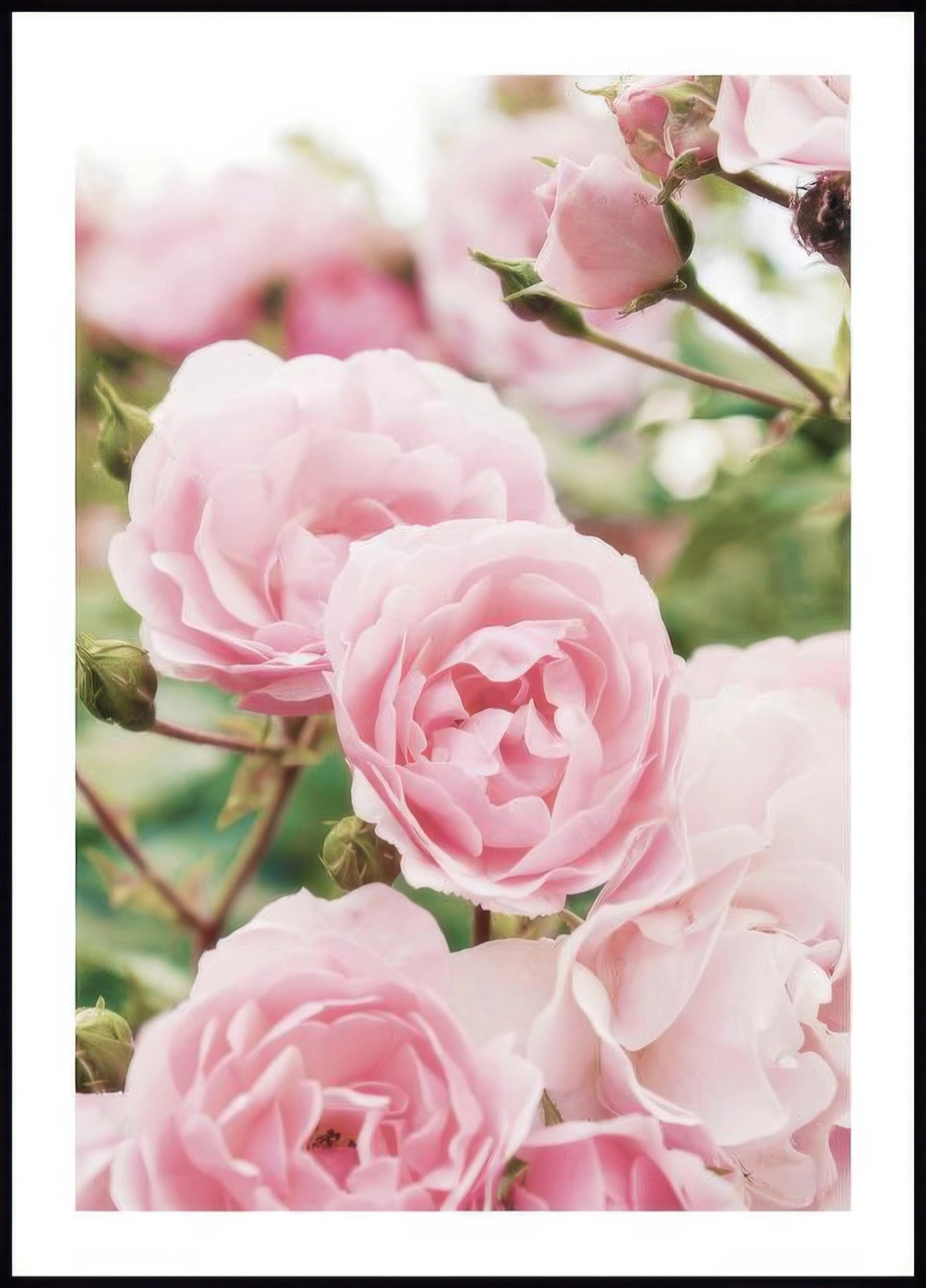 Un poster ravvicinato di un cespuglio di rose con boccioli e fiori rosa delicati, su sfondo verde sfocato.