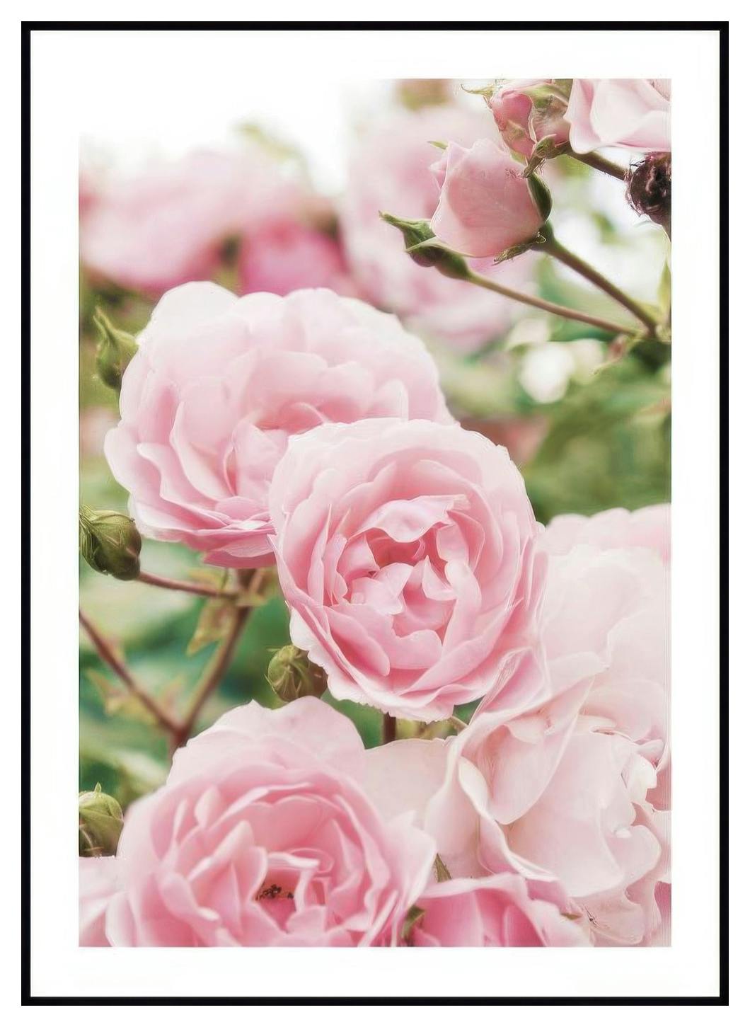 Rose Garden Poster (40x50 cm) - Poster Store
