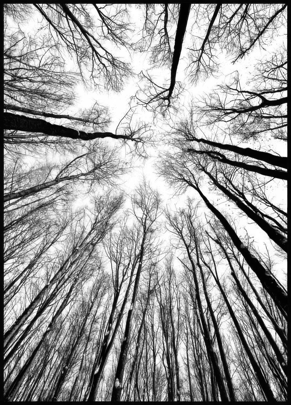 Treetops. Poster 0
