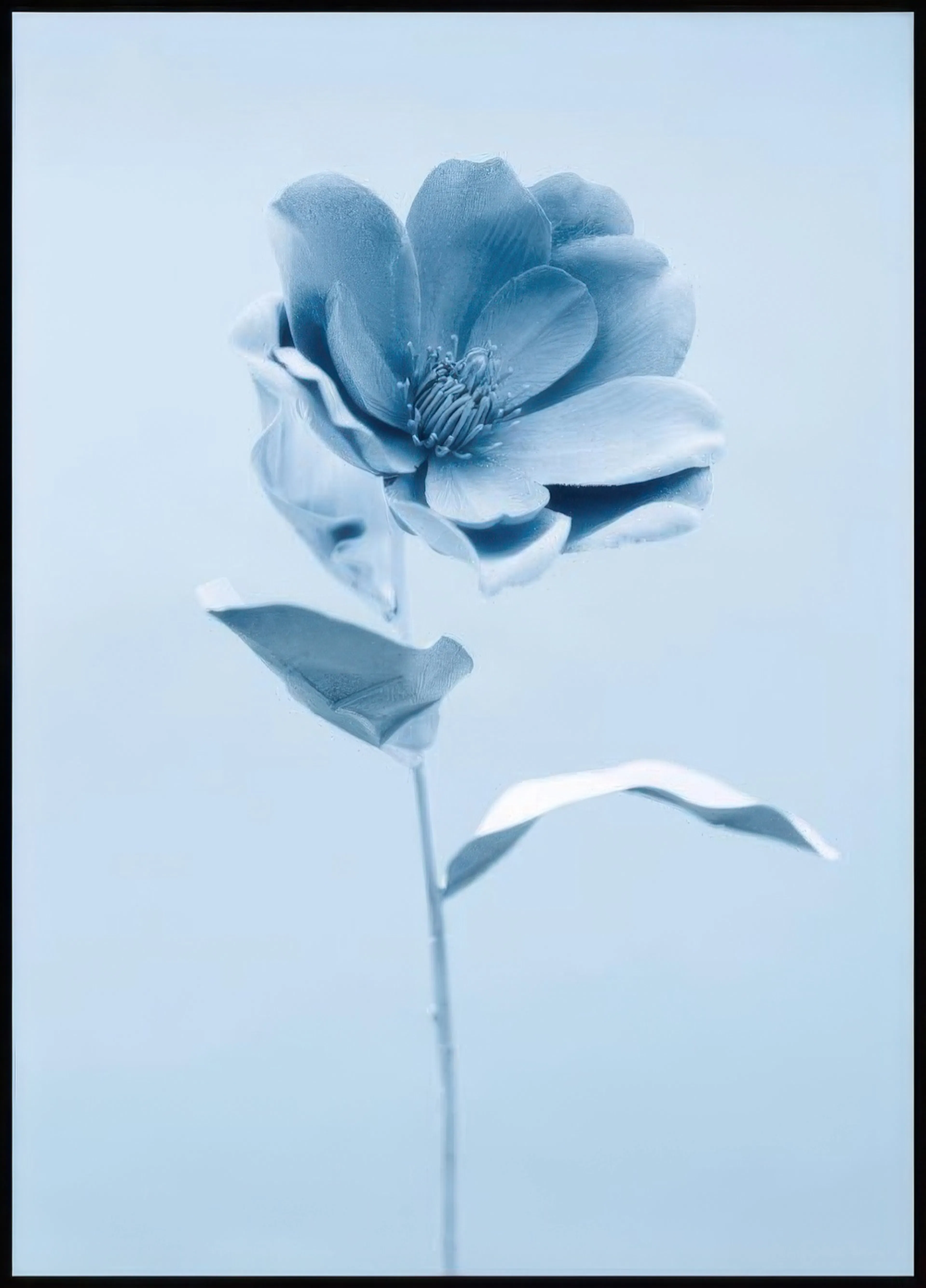 A poster featuring a singular light blue lotus flower with delicate petals and visible stamen, on a soft blue background.