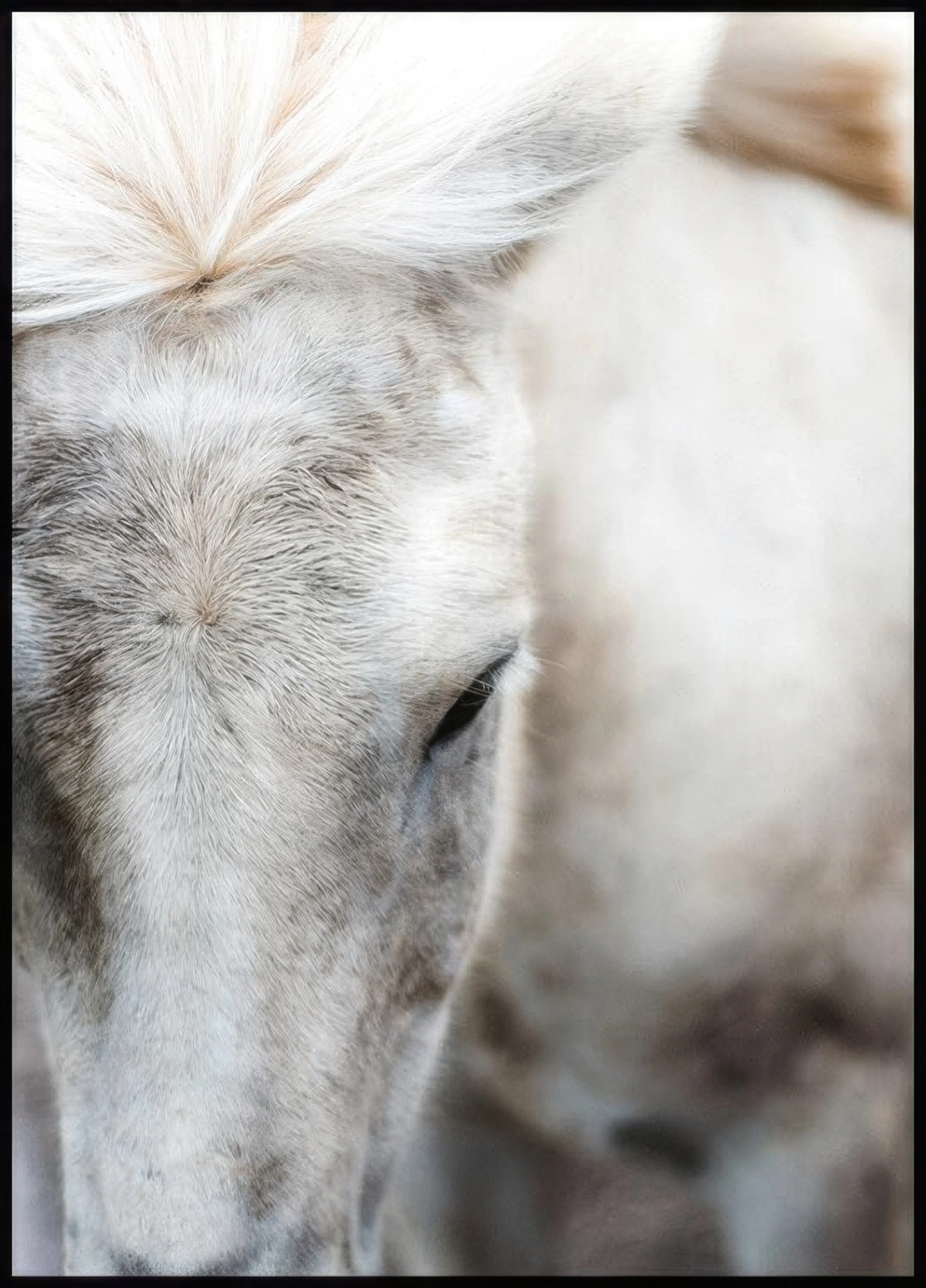 A poster featuring a close-up of a white horses head with a dark eye and light mane.