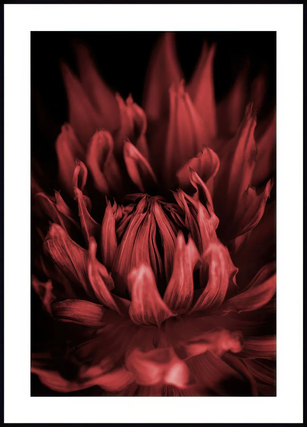 Poster dune fleur rouge foncé aux pétales texturés sur fond noir, pour une touche florale mystérieuse.