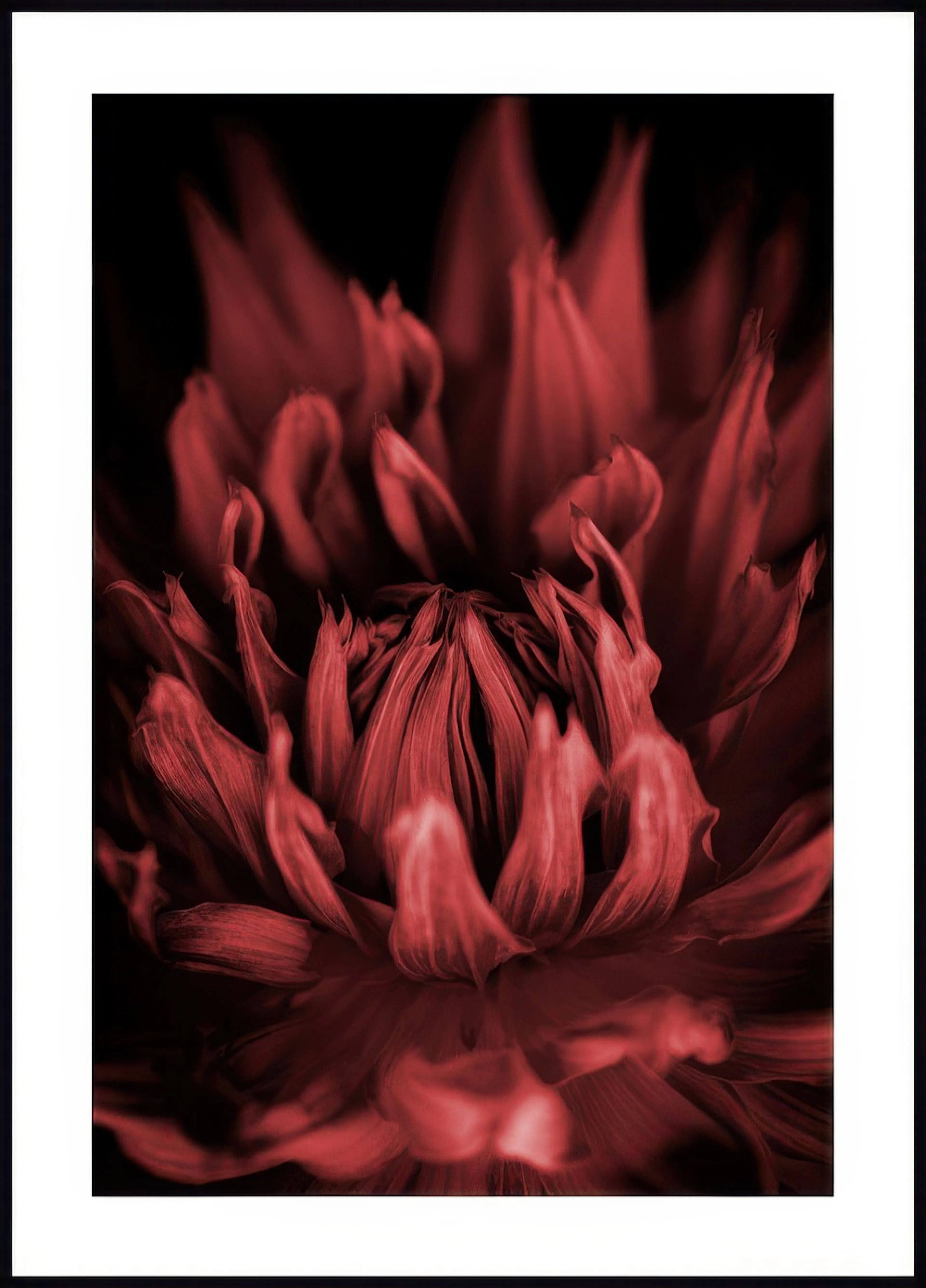 Poster dune fleur rouge foncé aux pétales texturés sur fond noir, pour une touche florale mystérieuse.