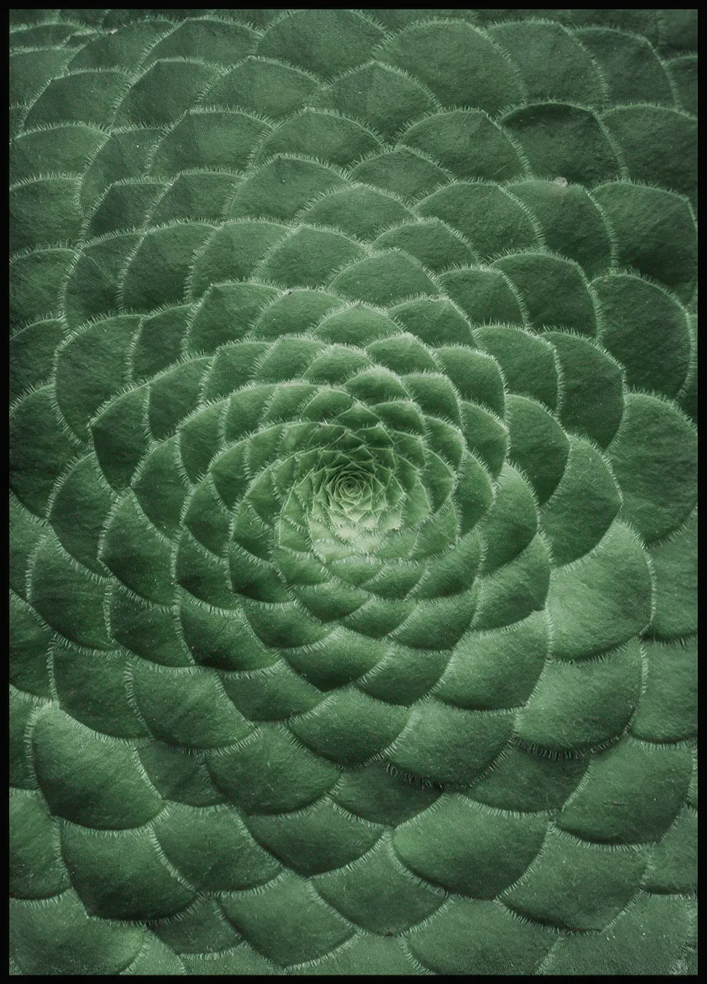 Poster dune plante succulente verte foncée avec des feuilles charnues disposées en spirale.