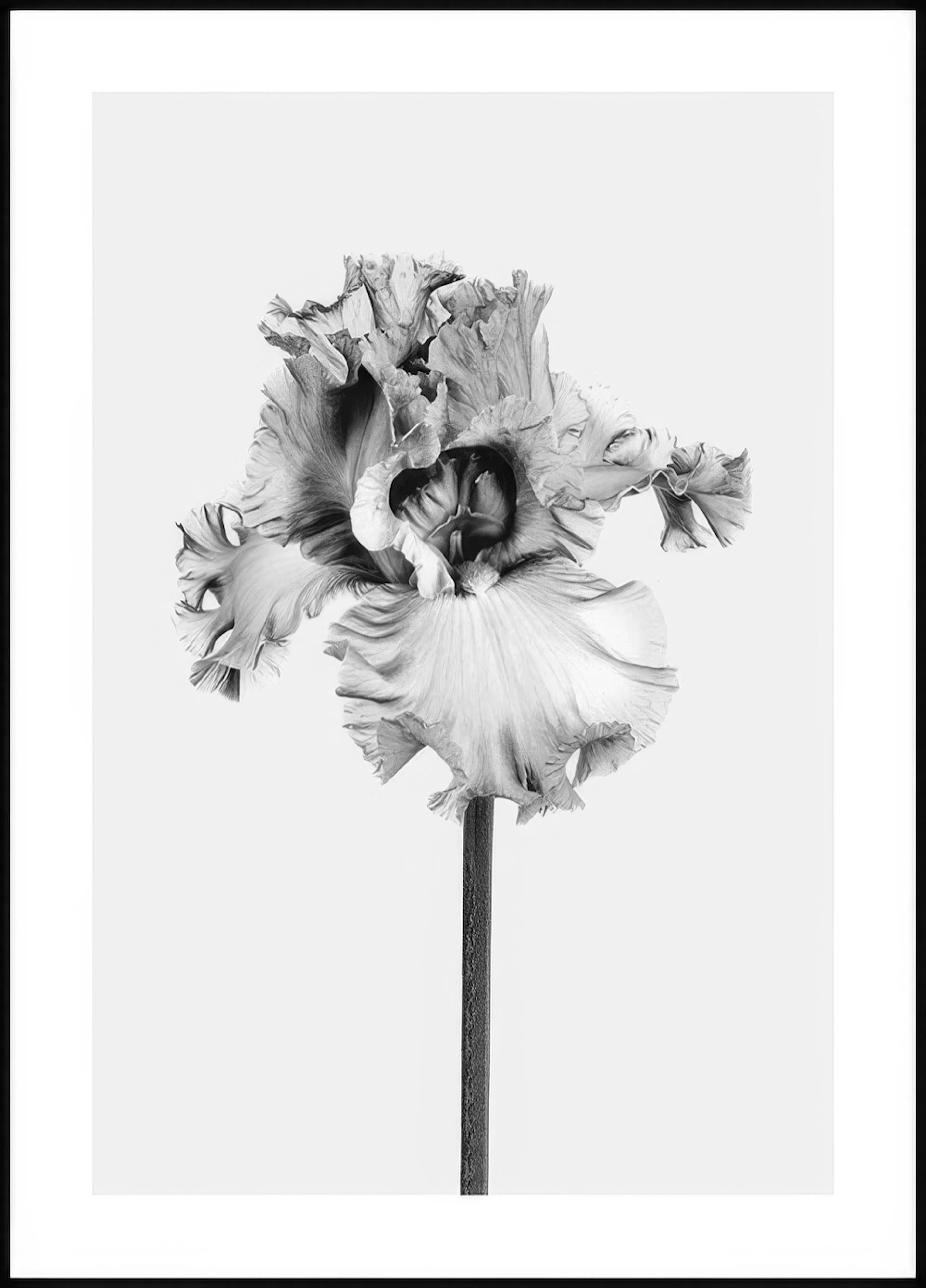 Mustavalkoinen iiris-juliste, jossa on yksityiskohtaisia, aaltoilevia terälehtiä ja tumma varsi vaalealla taustalla.