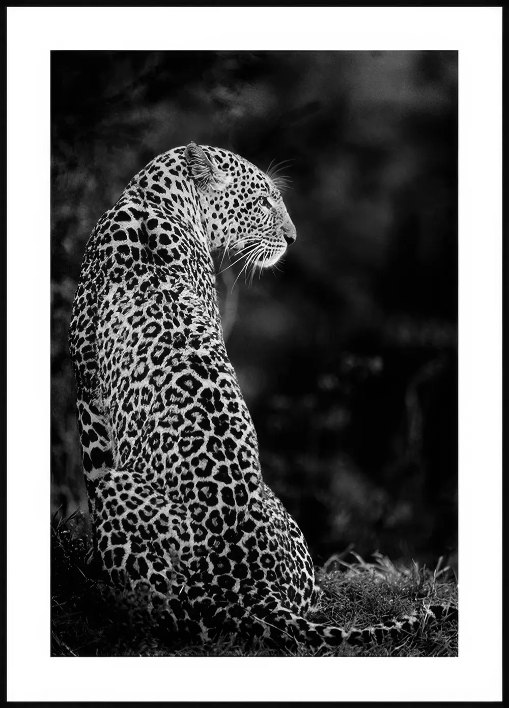 A stunning black and white poster of a leopard with striking spots, sitting on grass and looking to the right.