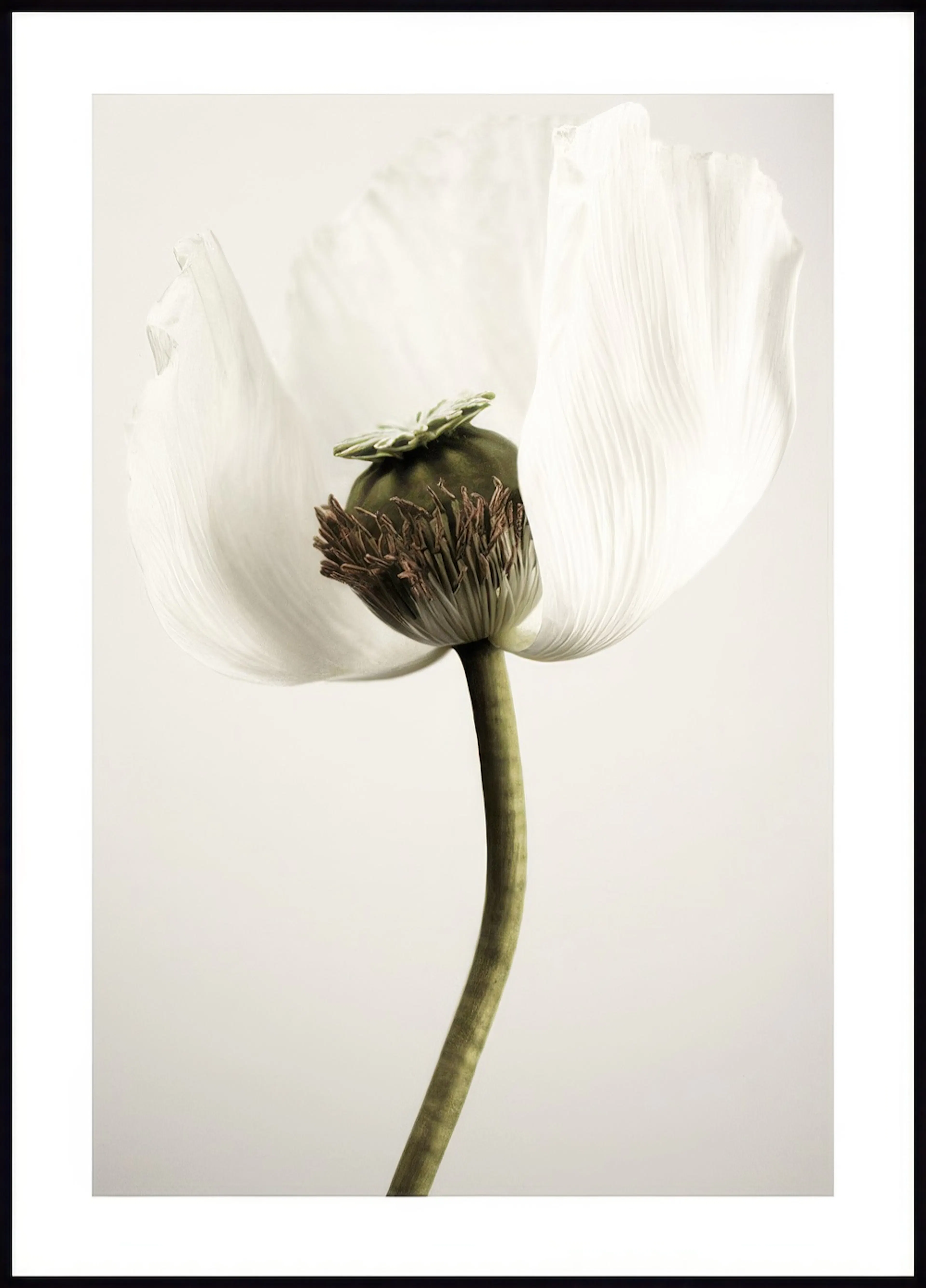 A poster featuring a close-up of a white poppy with delicate petals, a green seed pod, and a curved stem.