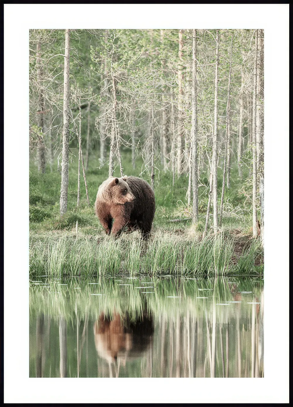 A poster featuring a brown bear standing by a lake, with its reflection visible in the still water and a forest of tall, thin tr