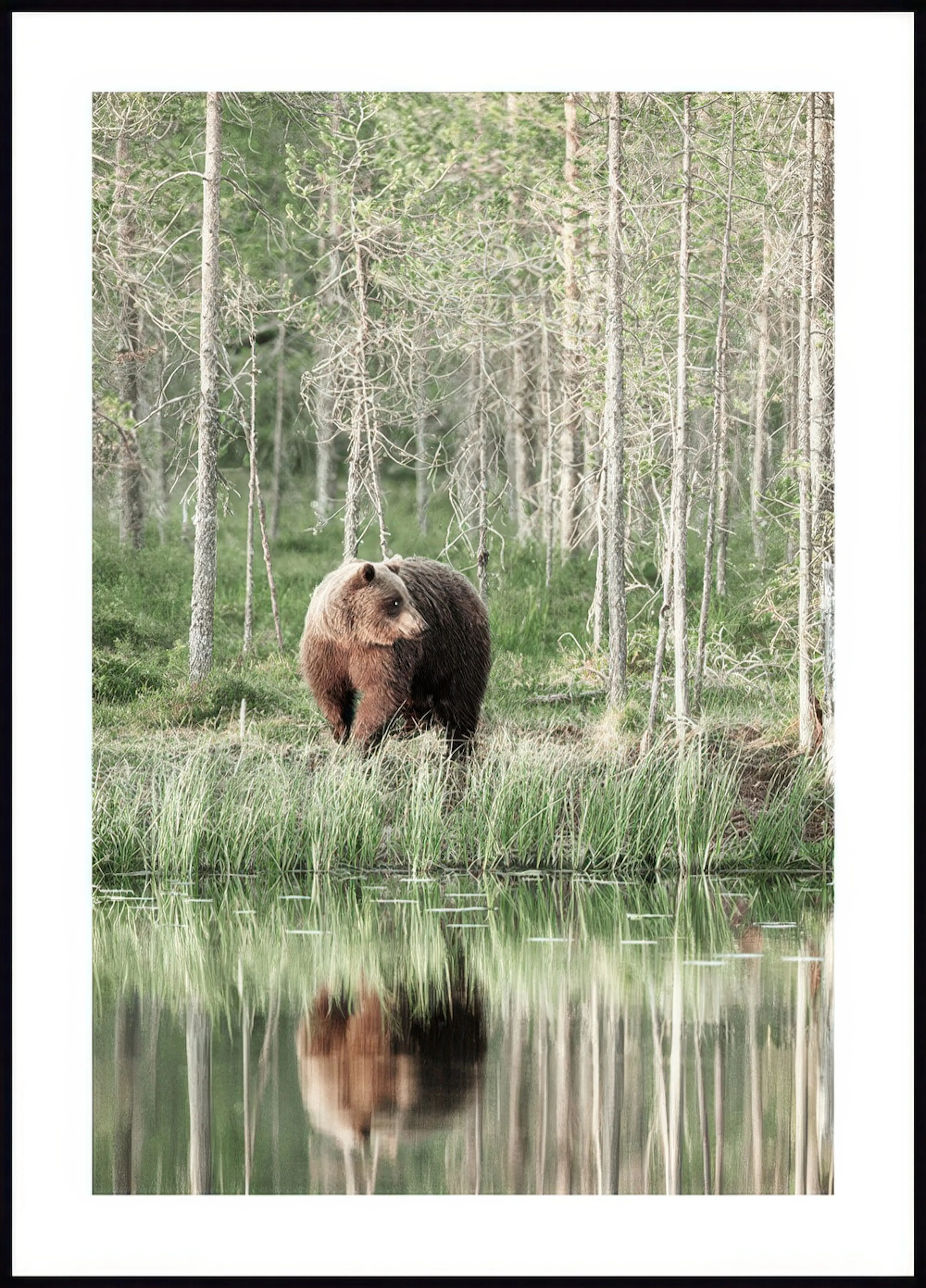A poster featuring a brown bear standing by a lake, with its reflection visible in the still water and a forest of tall, thin tr