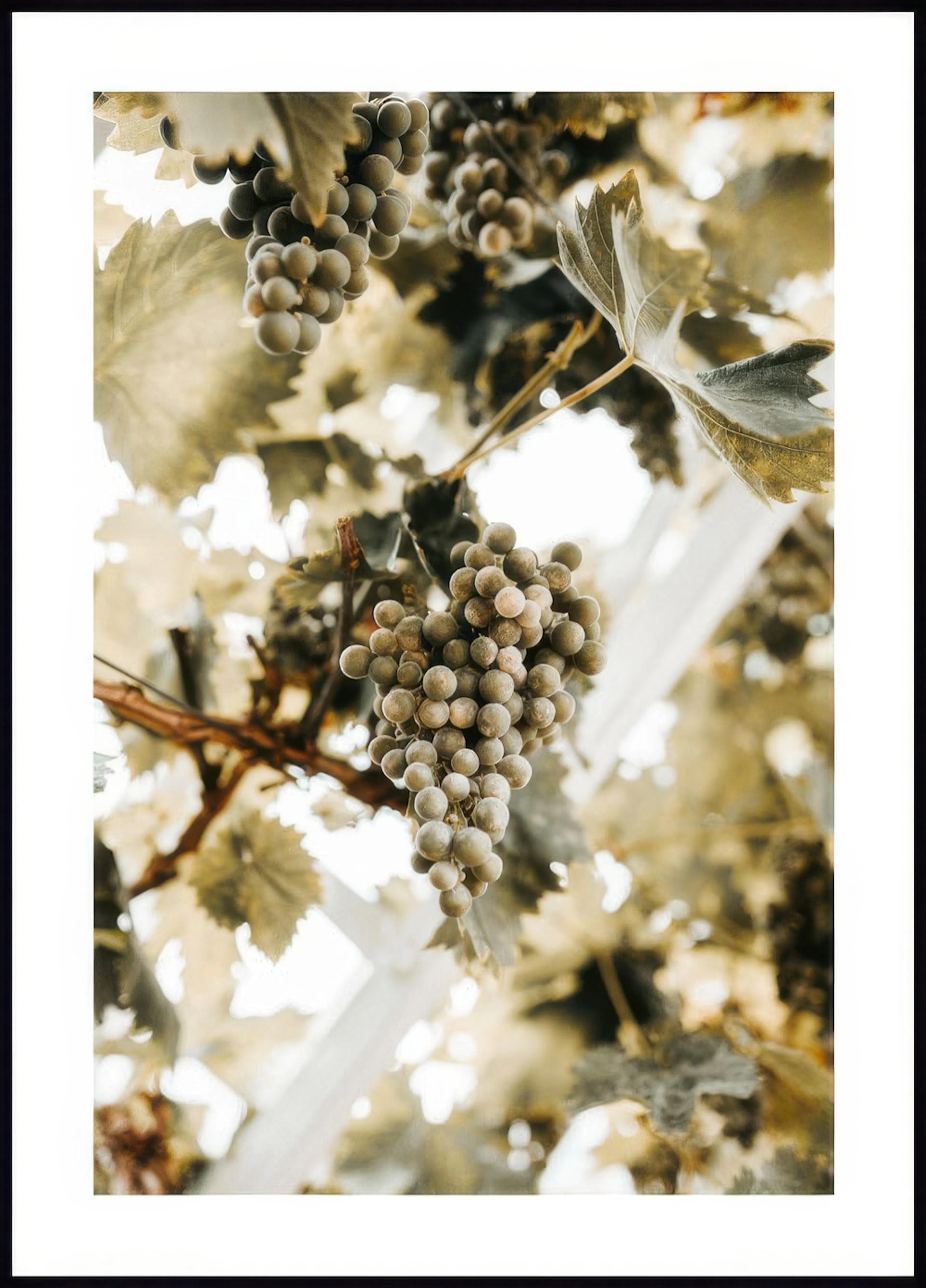 A poster featuring a close-up of green grapes hanging from a vine, with blurred leaves and white light in the background.