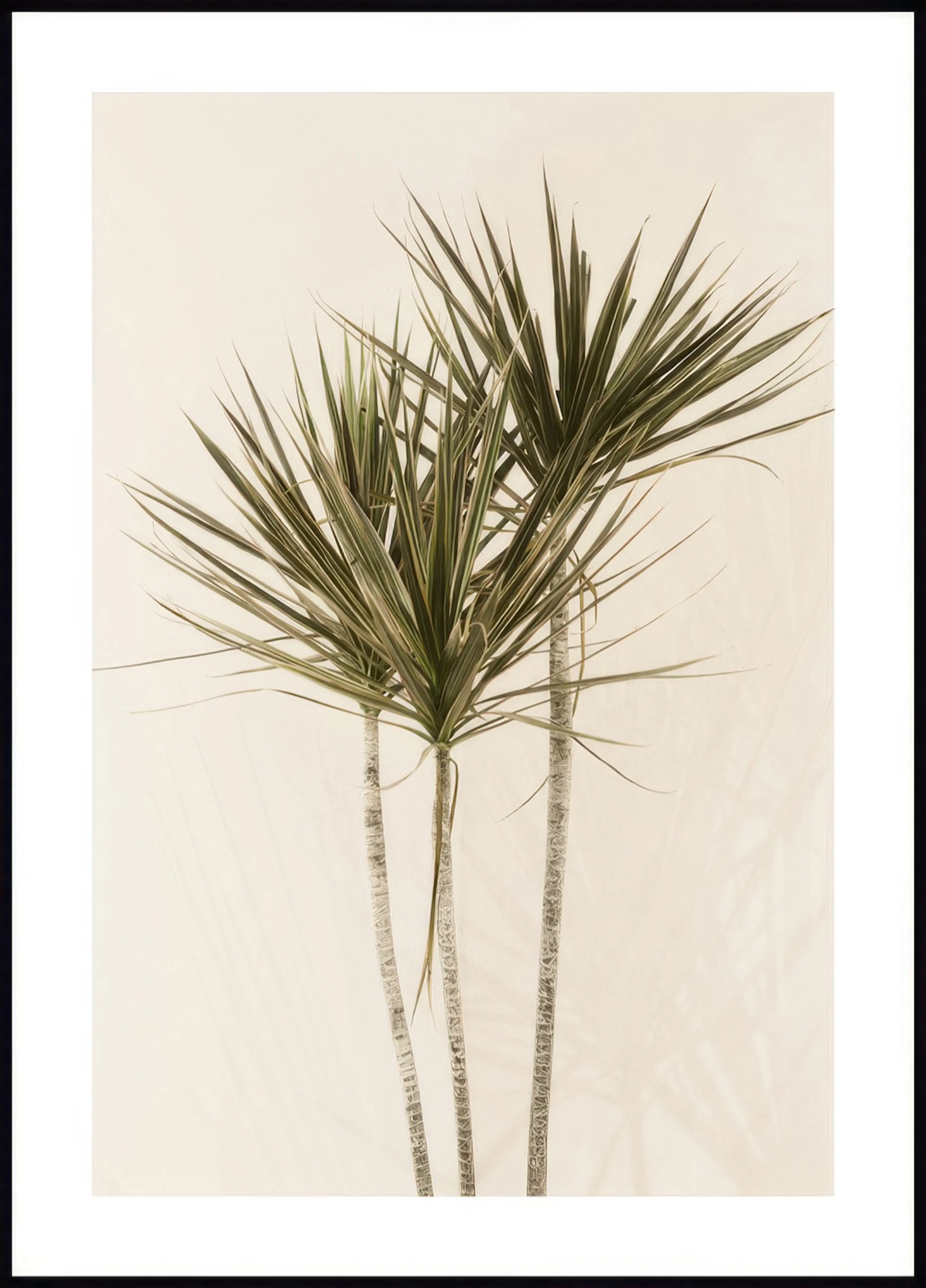 A poster featuring three dracaena plants with spiky green leaves and slender trunks against a light background.
