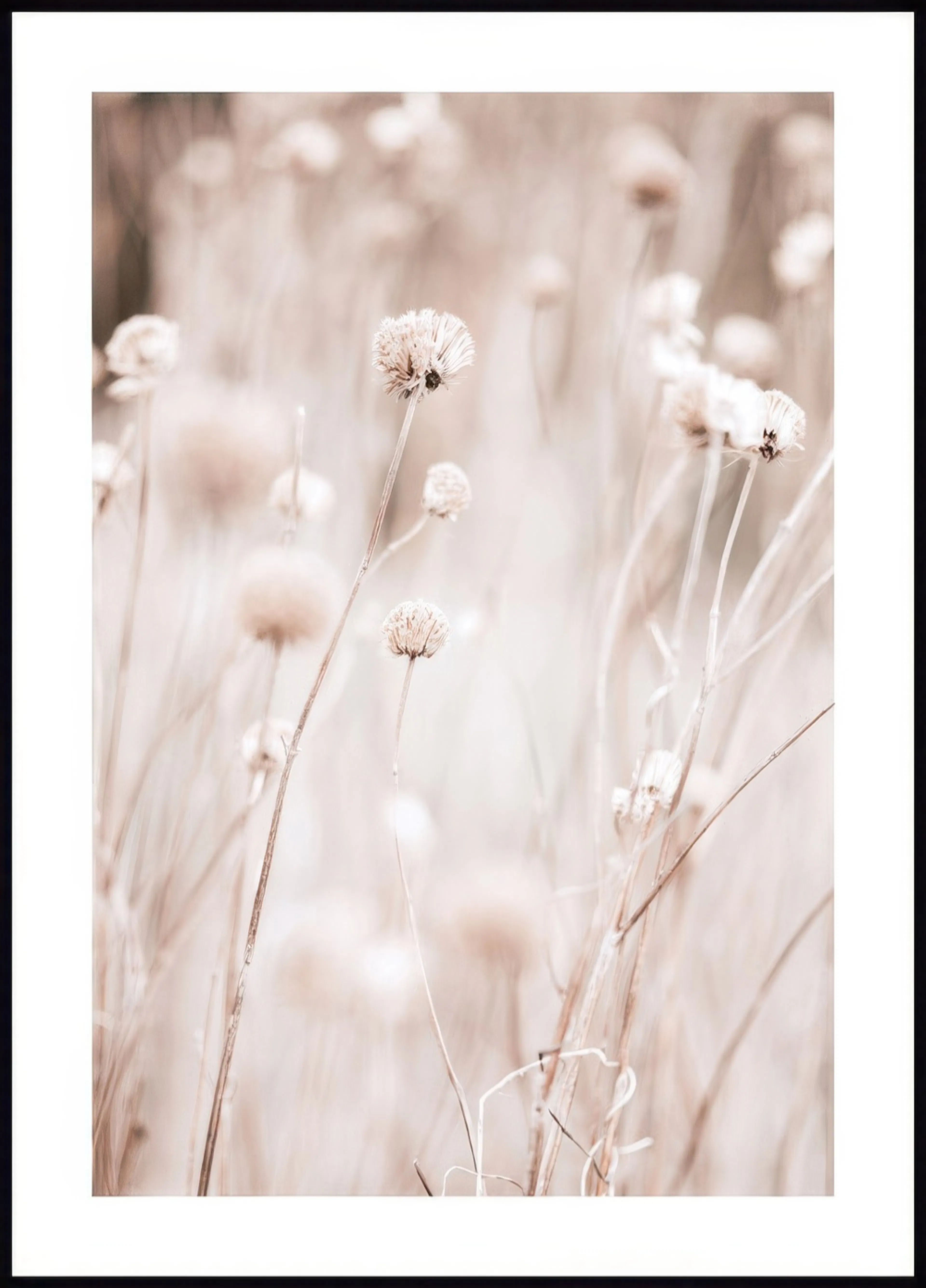 A delicate poster of dried flowers and tall grasses in soft beige and brown tones with a shallow depth of field.