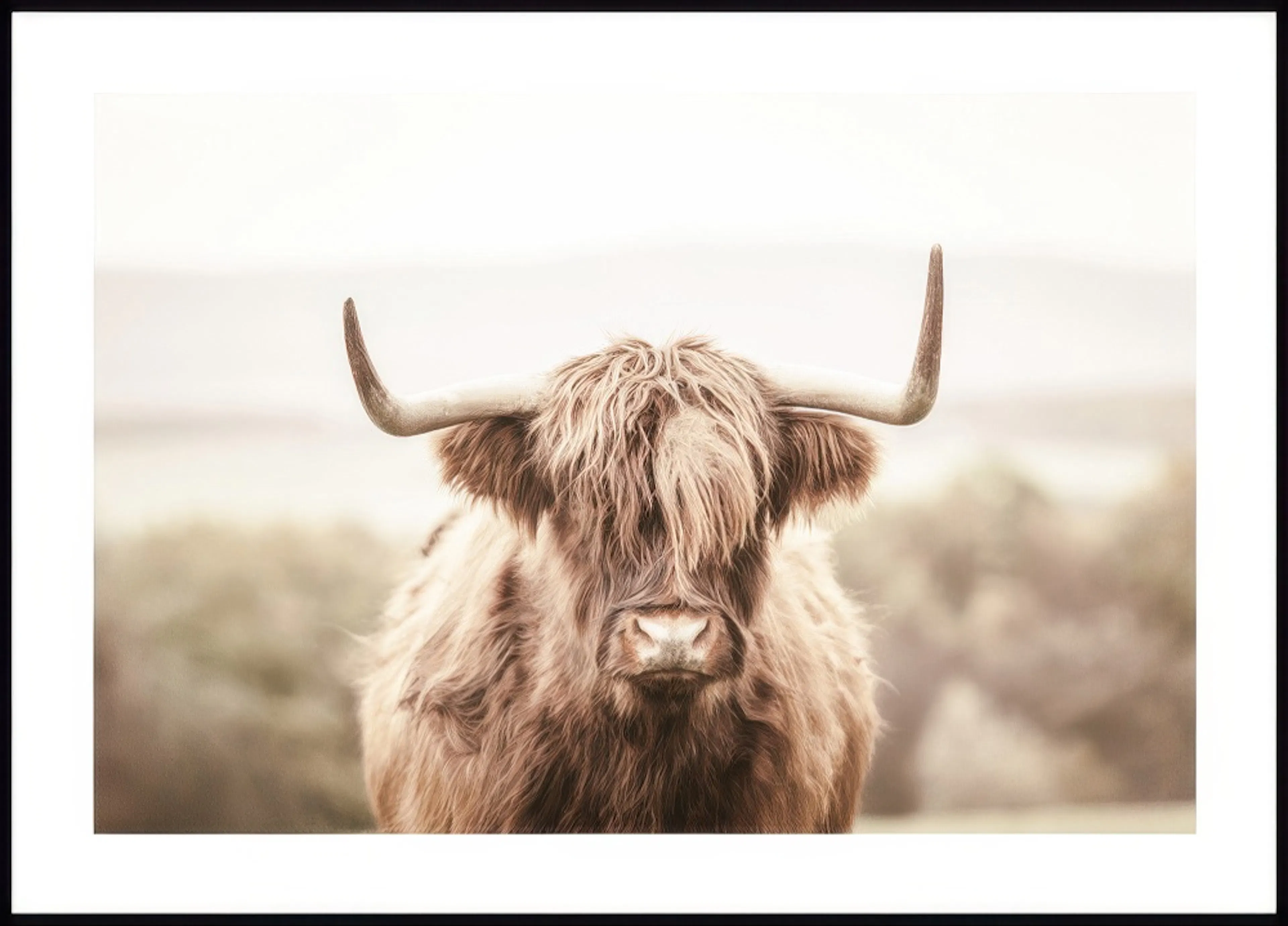 A poster featuring a close-up of a Highland cow with long brown shaggy fur and prominent horns, against a soft, blurred backgrou