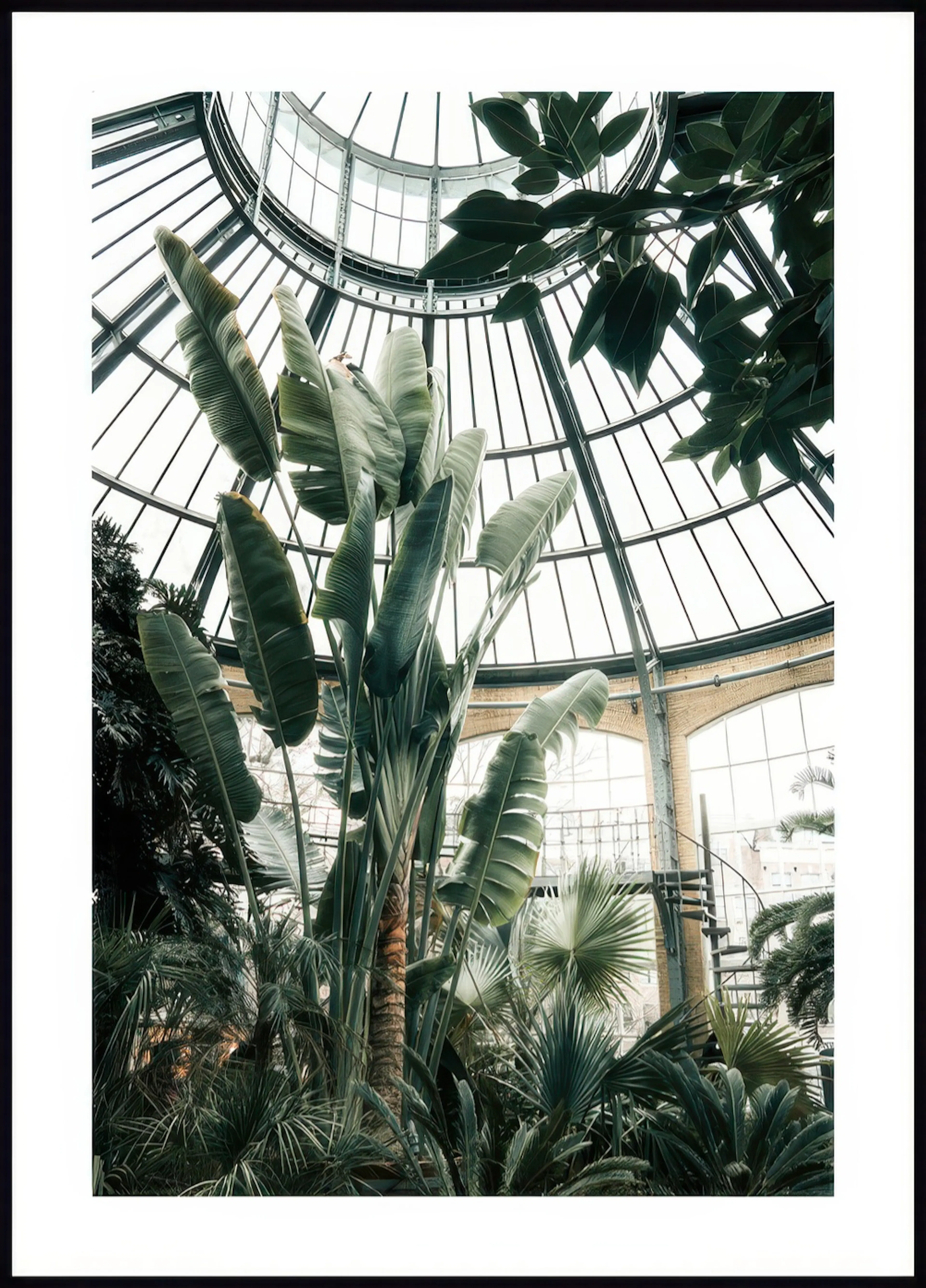 Un poster di una rigogliosa serra con piante tropicali e una cupola di vetro trasparente.