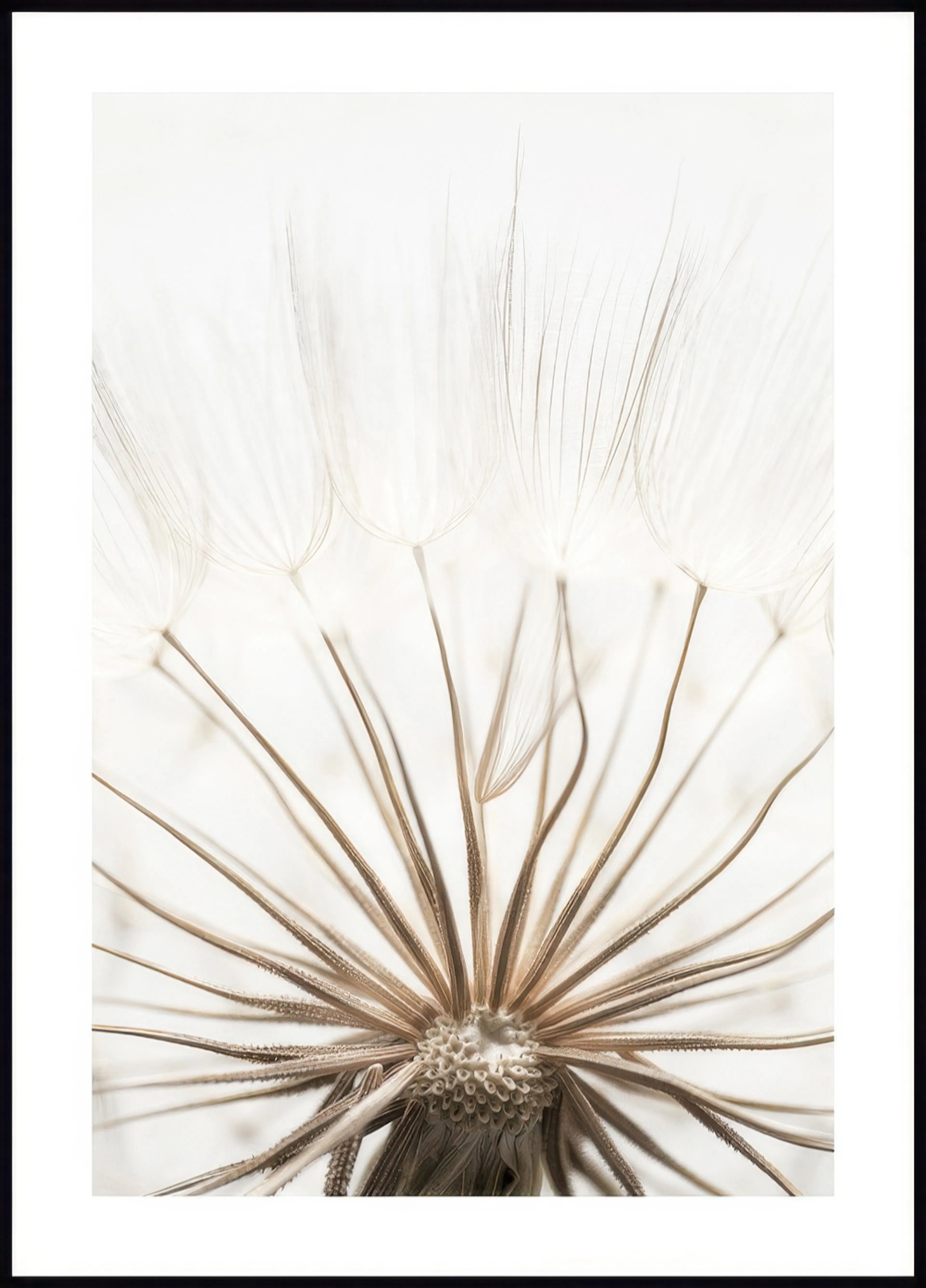 A poster featuring a close-up, soft focus image of a dandelion seed head in white and light brown tones.
