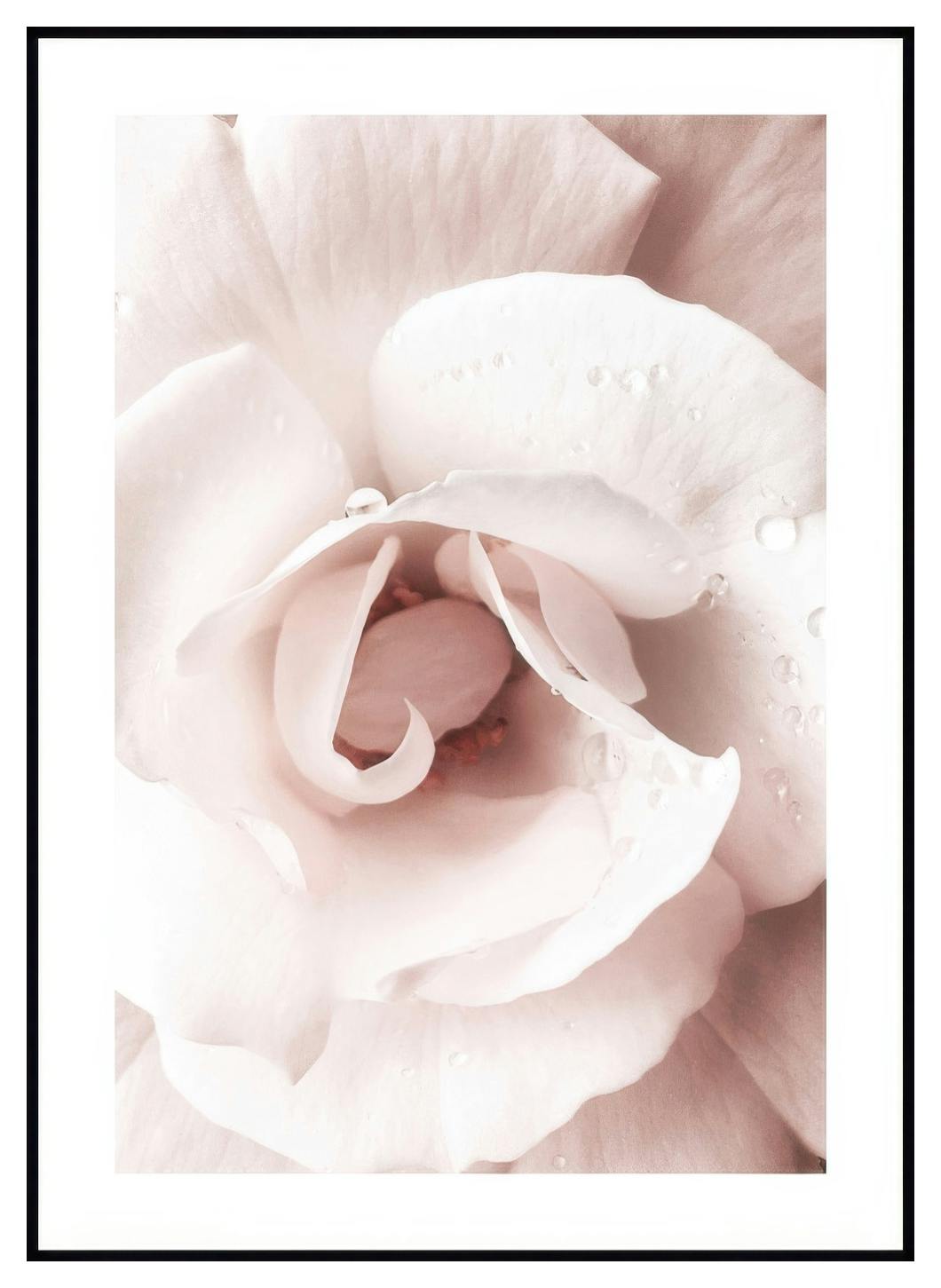 Rose de Rêve Poster (30x40 cm) - Poster Store