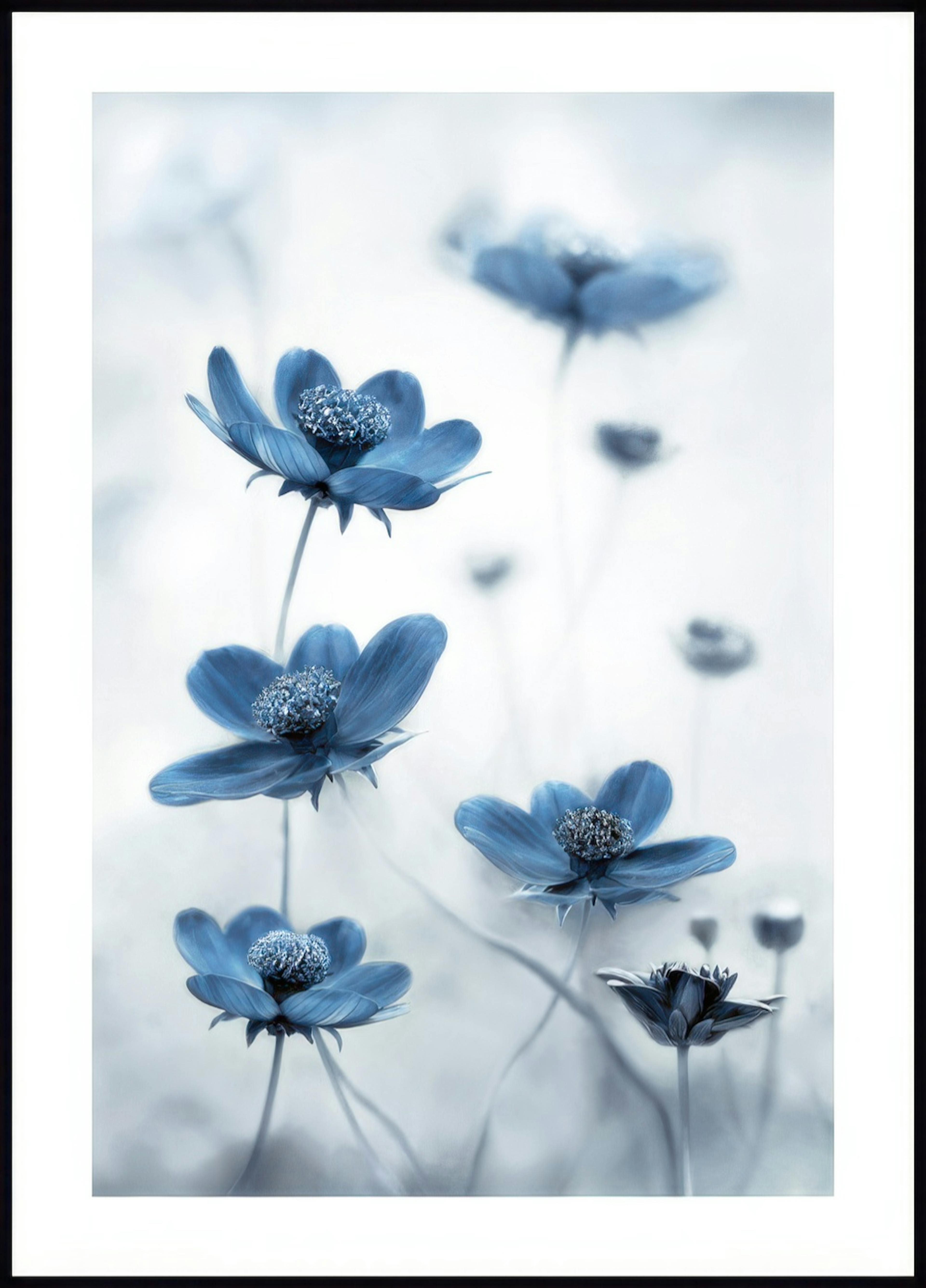 Flores Cosmos Azules Póster 0