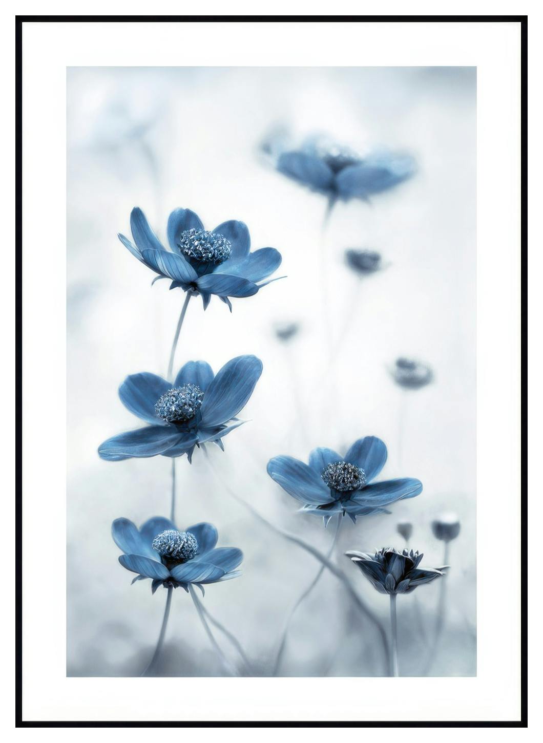Blå Kosmosblomst Poster (50x70 cm) - Poster Store
