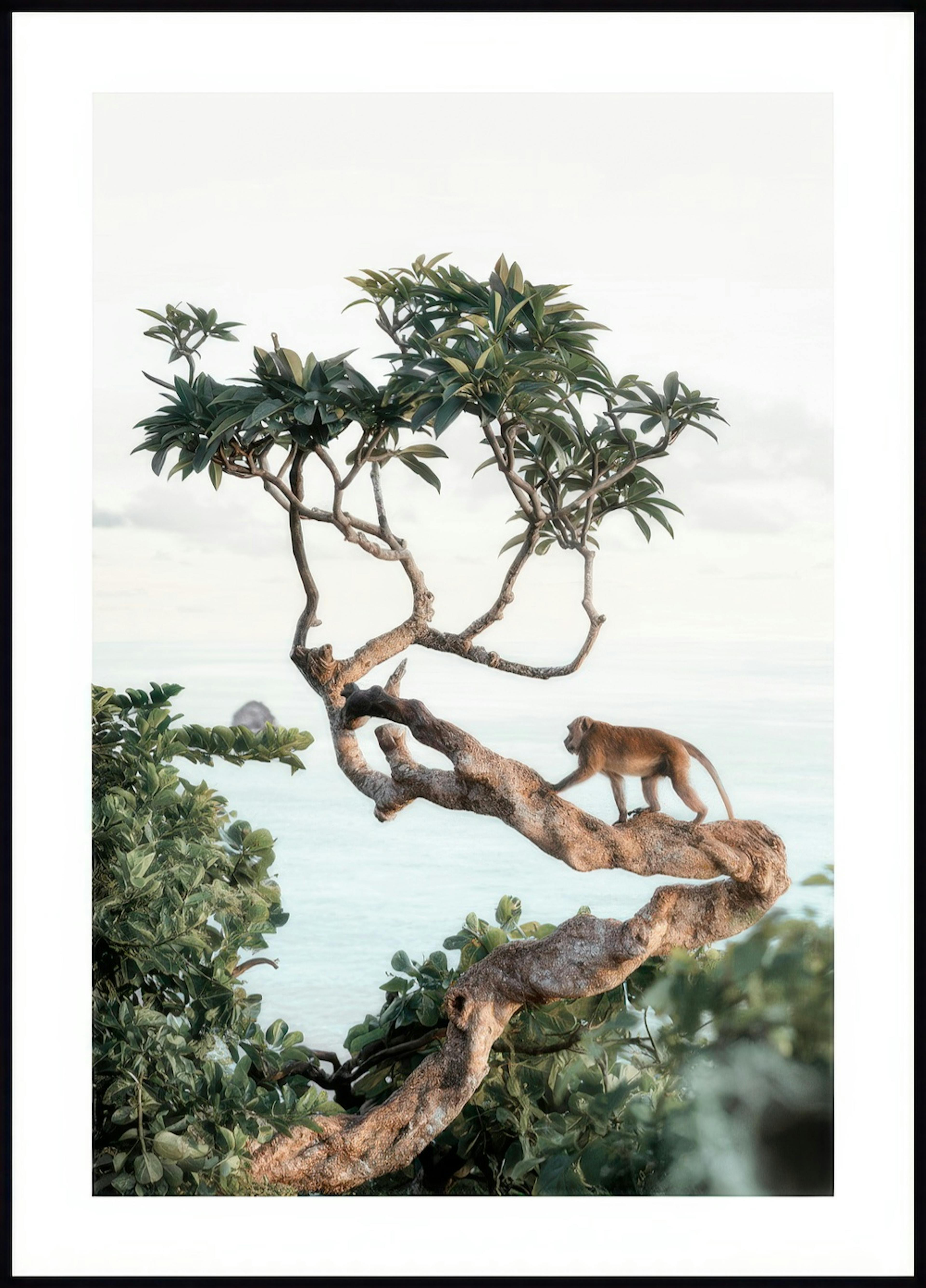 Singe dans l'Arbre Poster 0