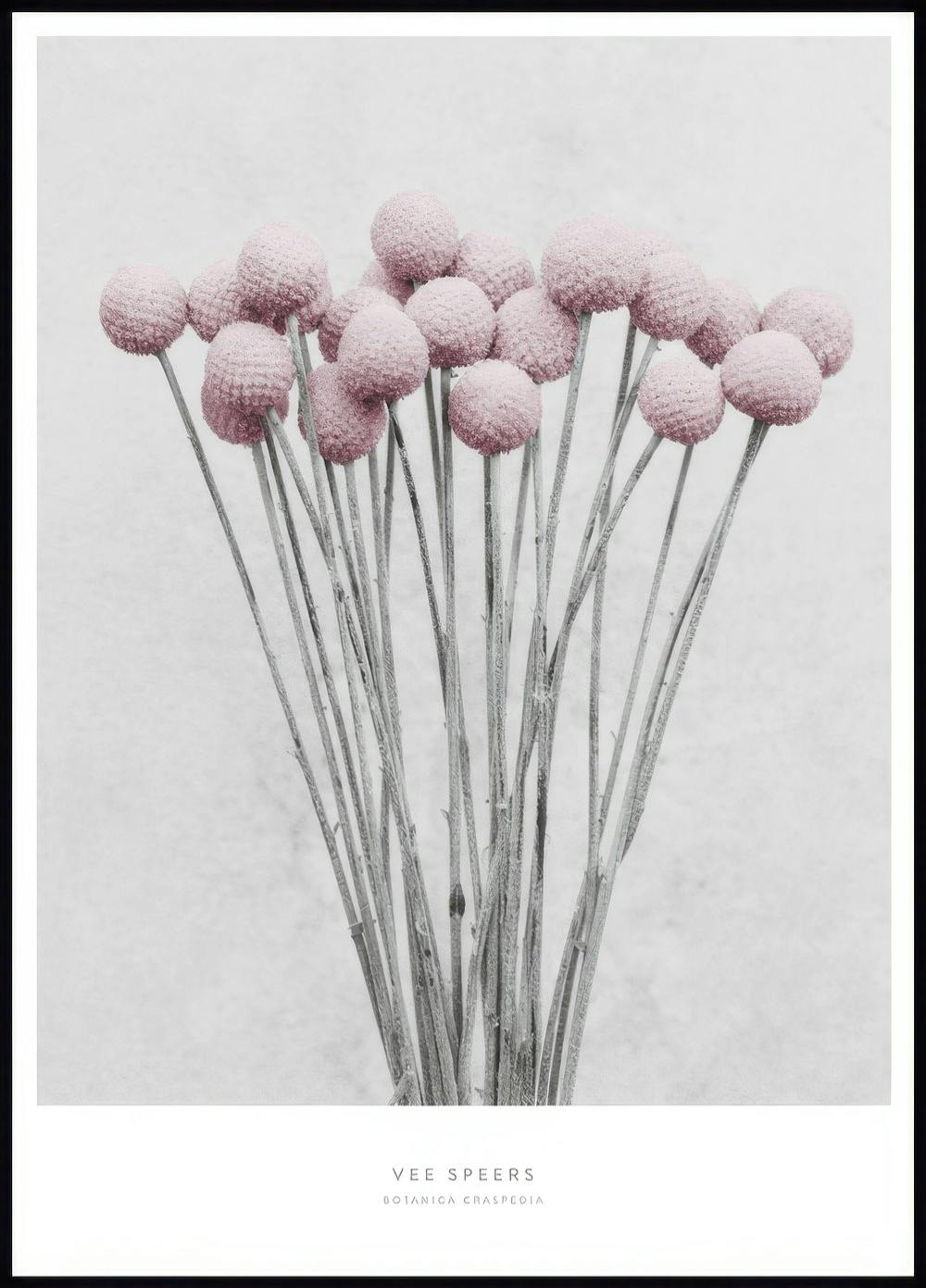 Vee Speers Botanica Craspedia Poster 0