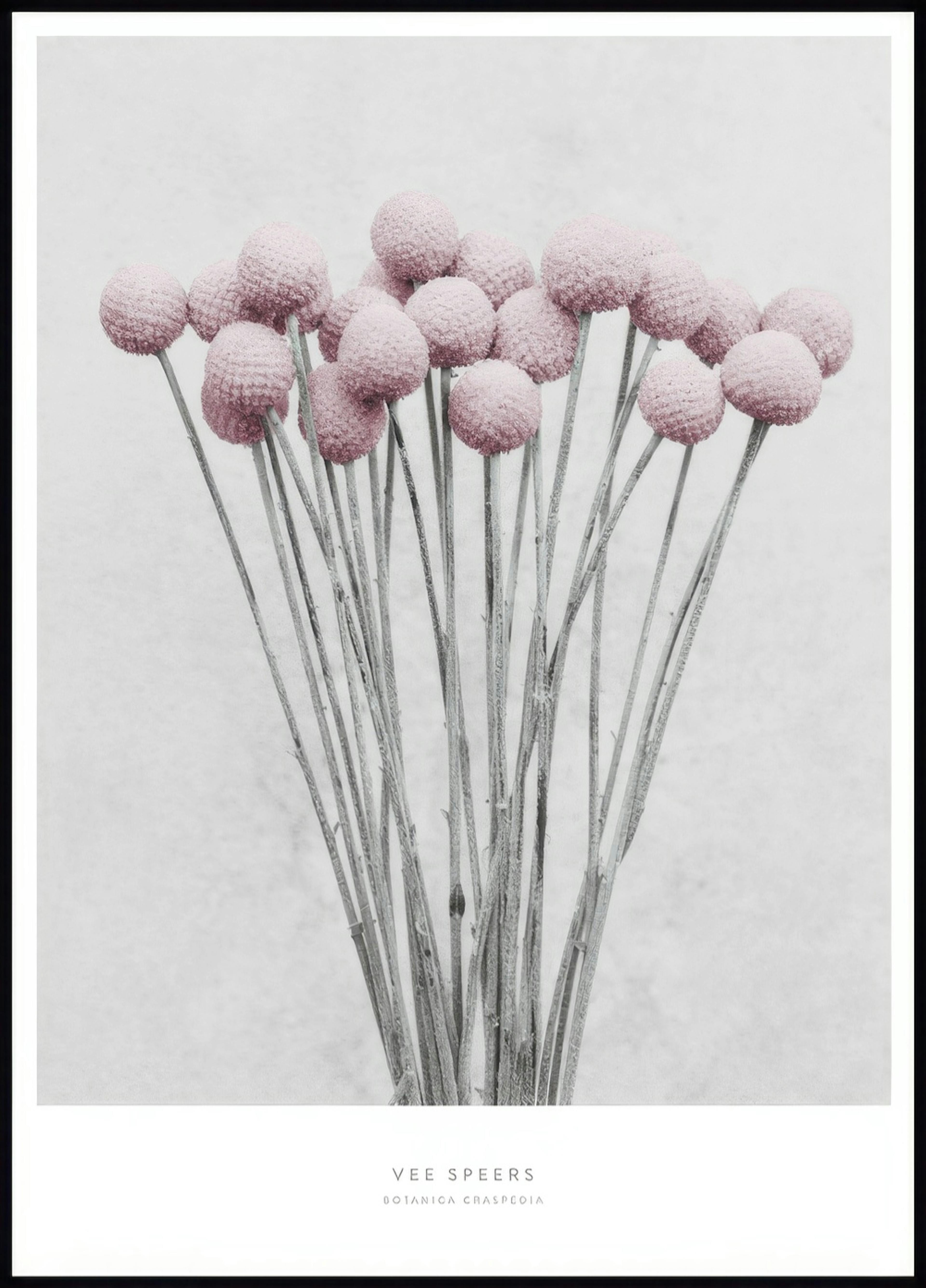 Vee Speers Botanica Craspedia Juliste 0