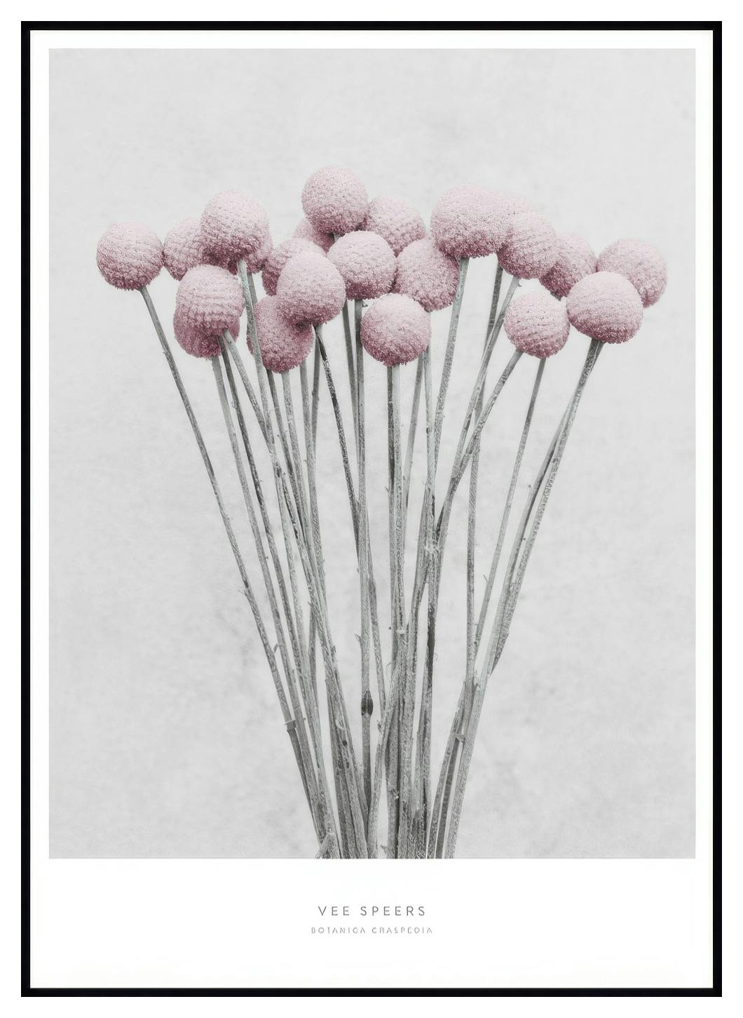 Vee Speers Botanica Craspedia Poster (30x40 cm) - Poster Store