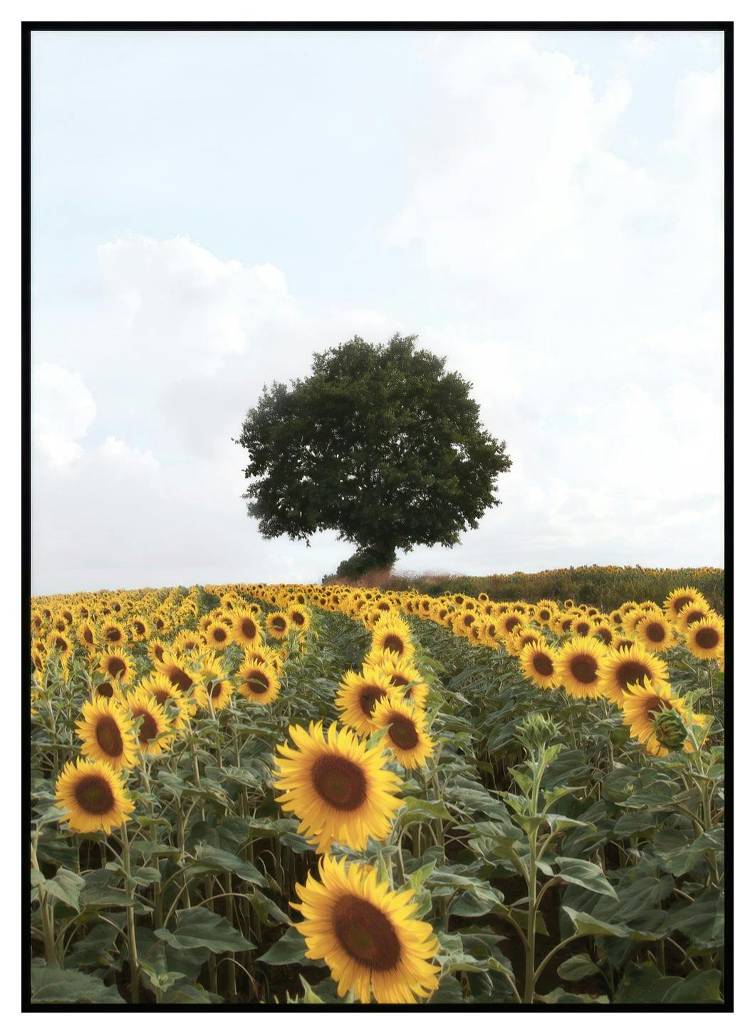 Zonnebloem Veld Poster (30x40 cm) - Poster Store