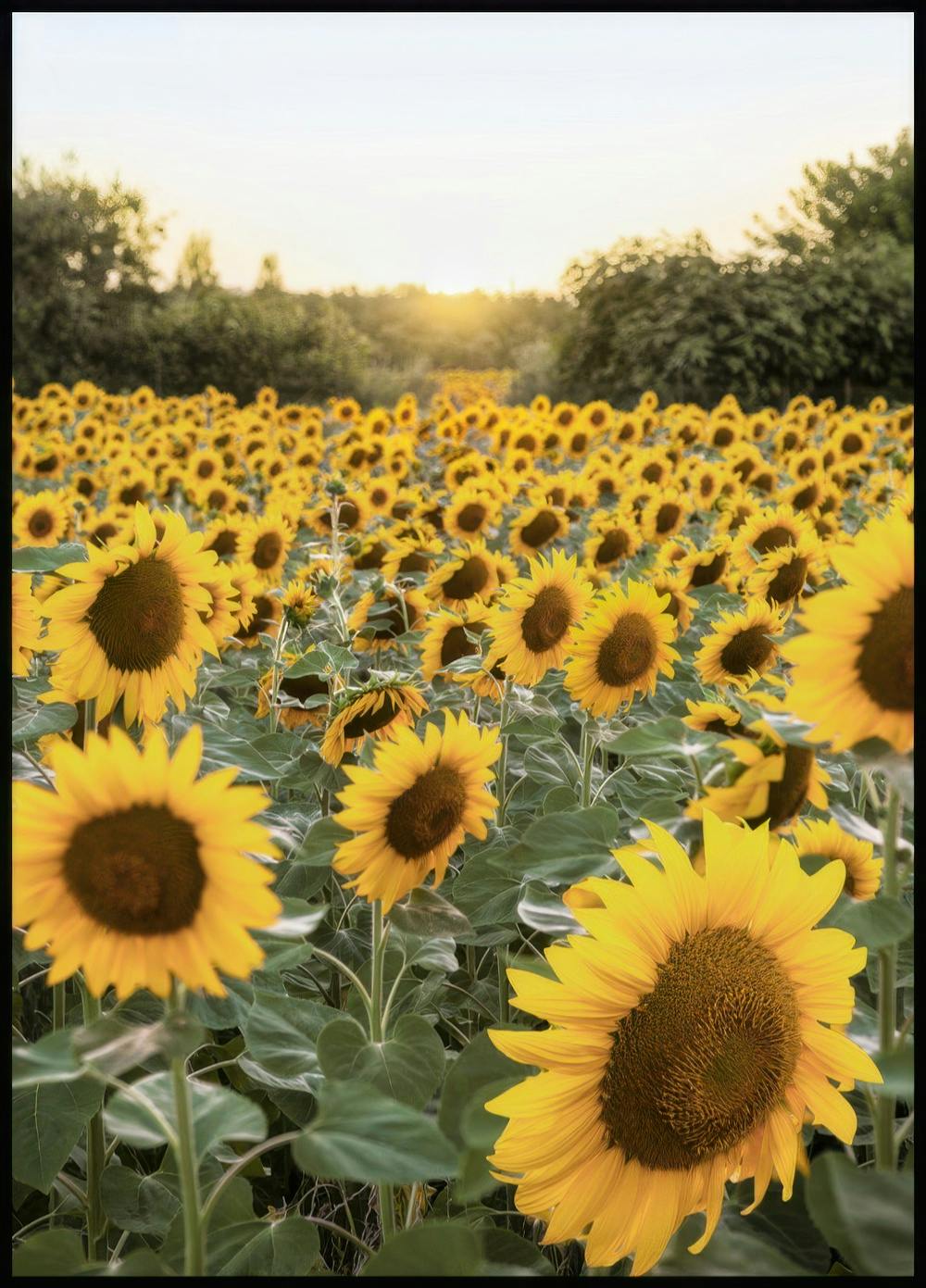 Atardecer Girasoles Póster 0