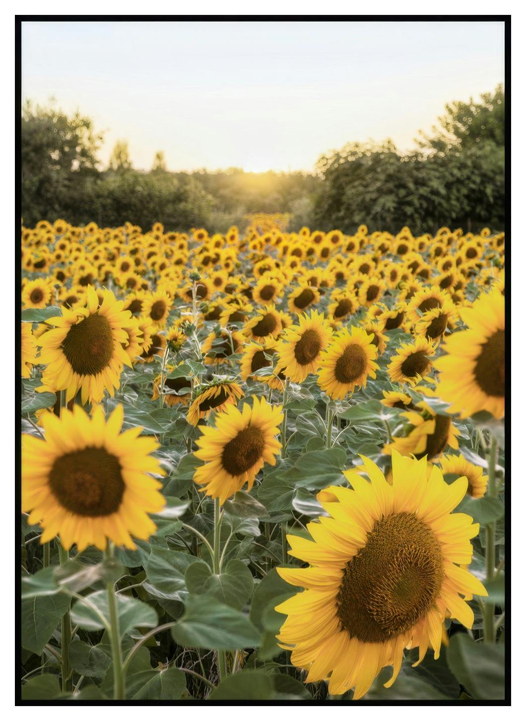 Girasoli al Tramonto Poster (21x30 cm) - Poster Store
