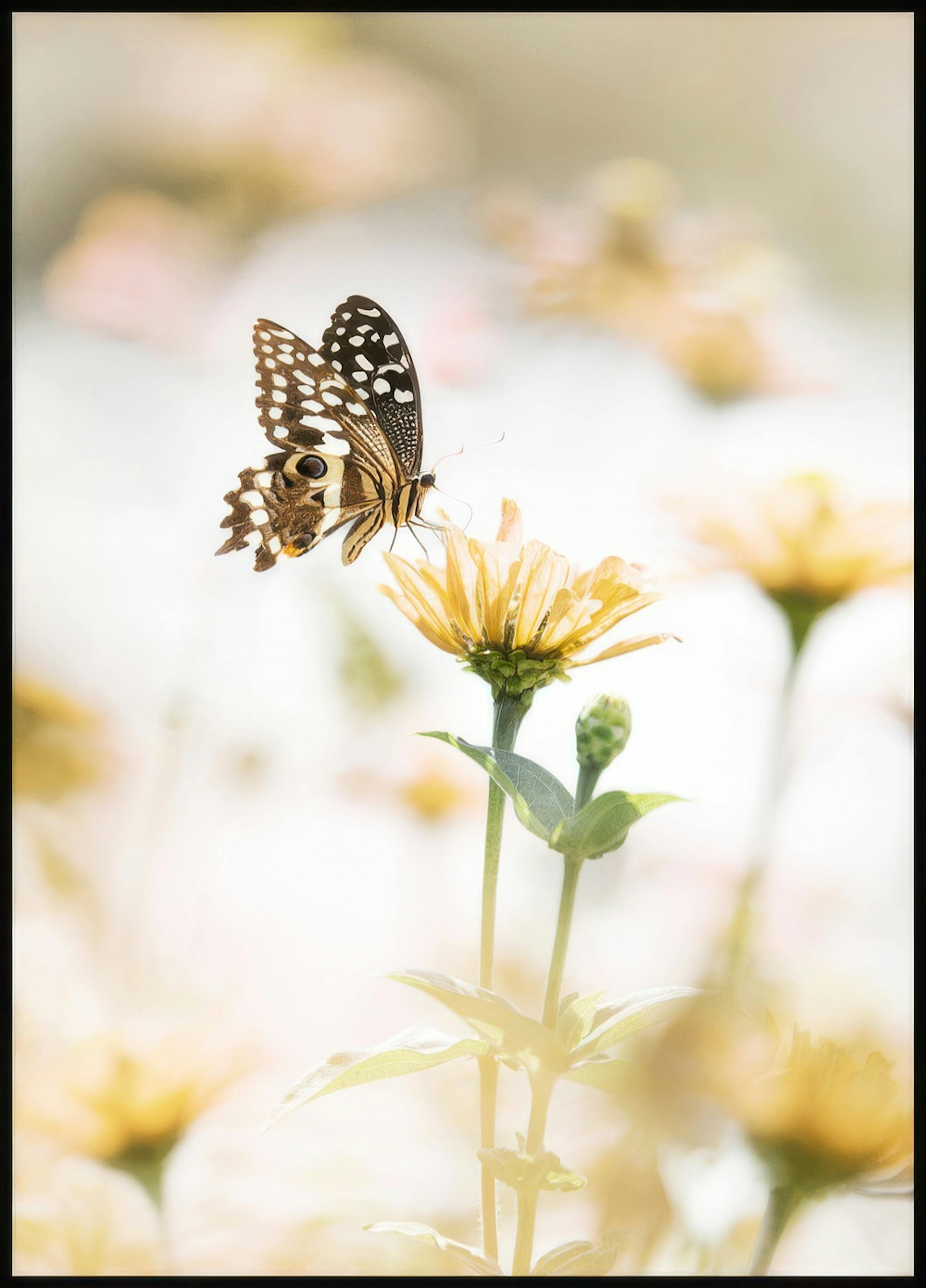 Butterfly Flower Poster 0