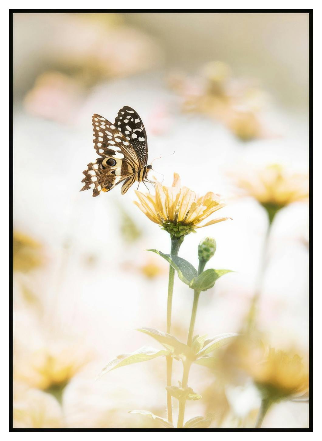 Sommerfugl Blomst Poster (50x70 cm) - Poster Store