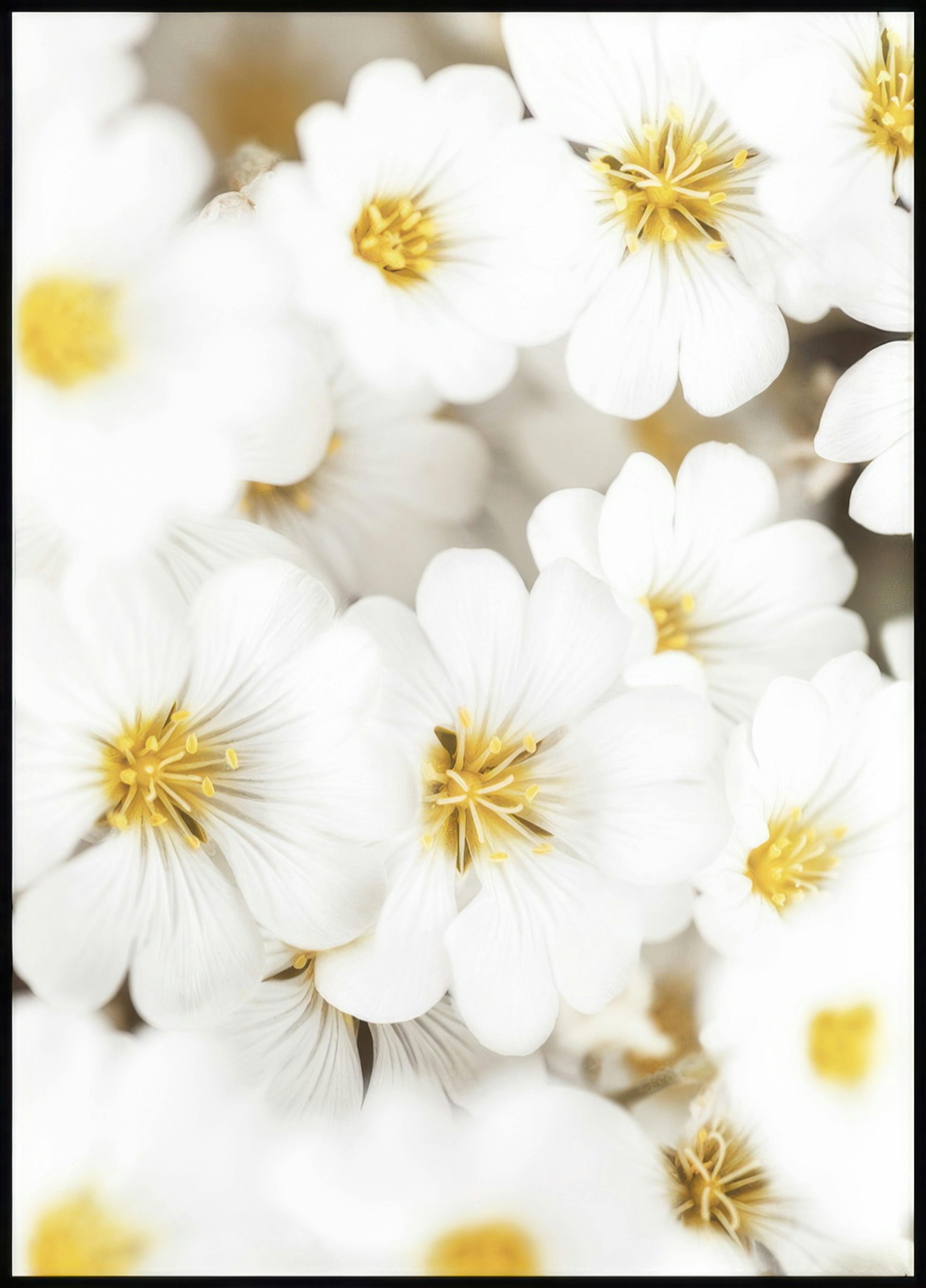 Fleurs d'Été Blanches Poster 0