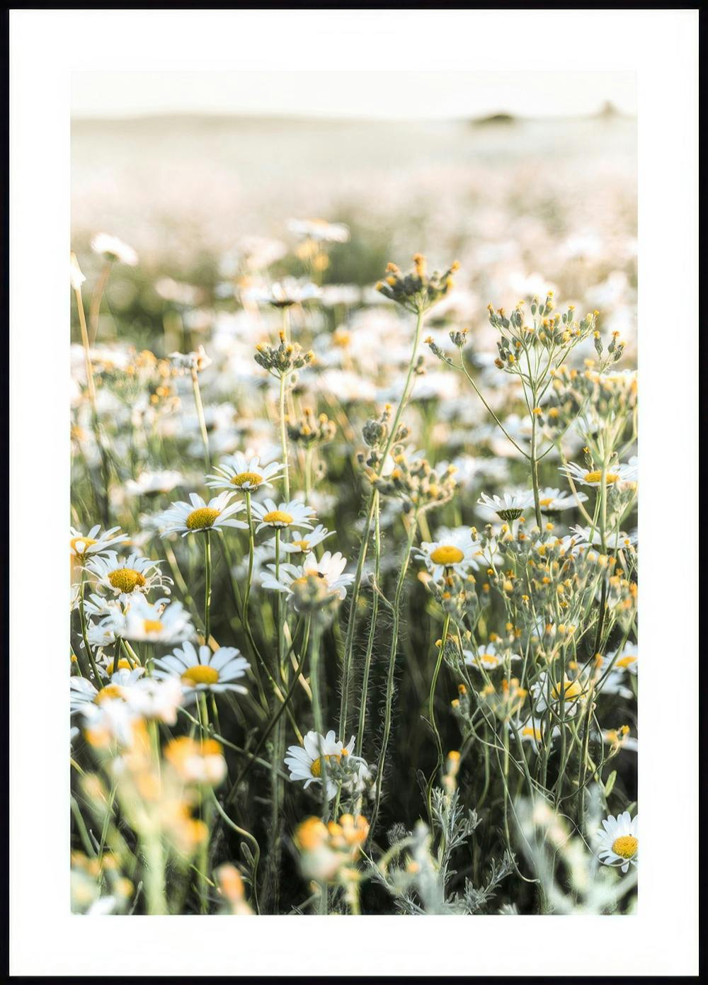 Prairie de Marguerites Poster 0