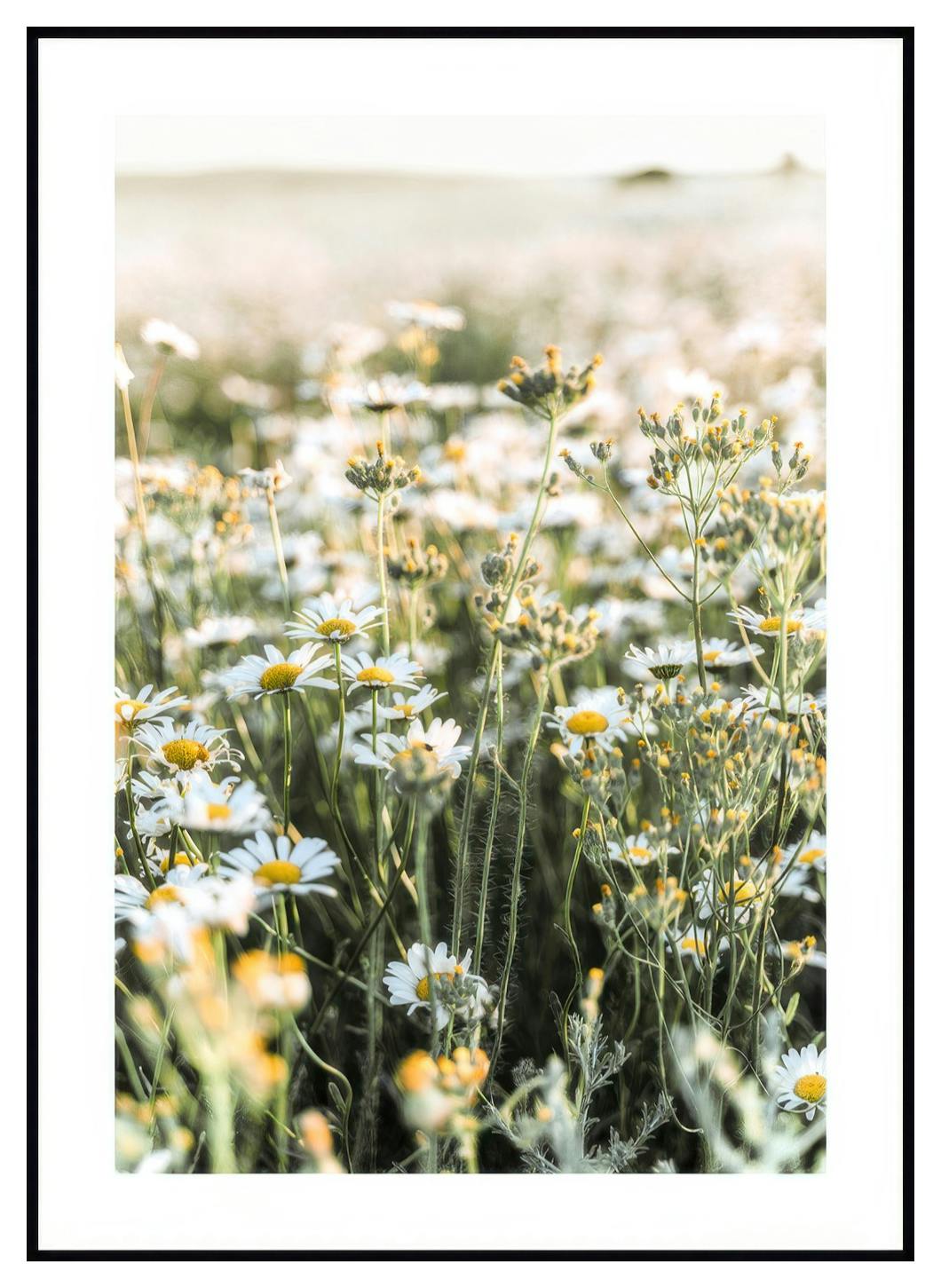 Plakat Stokrotki Na Łące (50x70 cm) - Poster Store