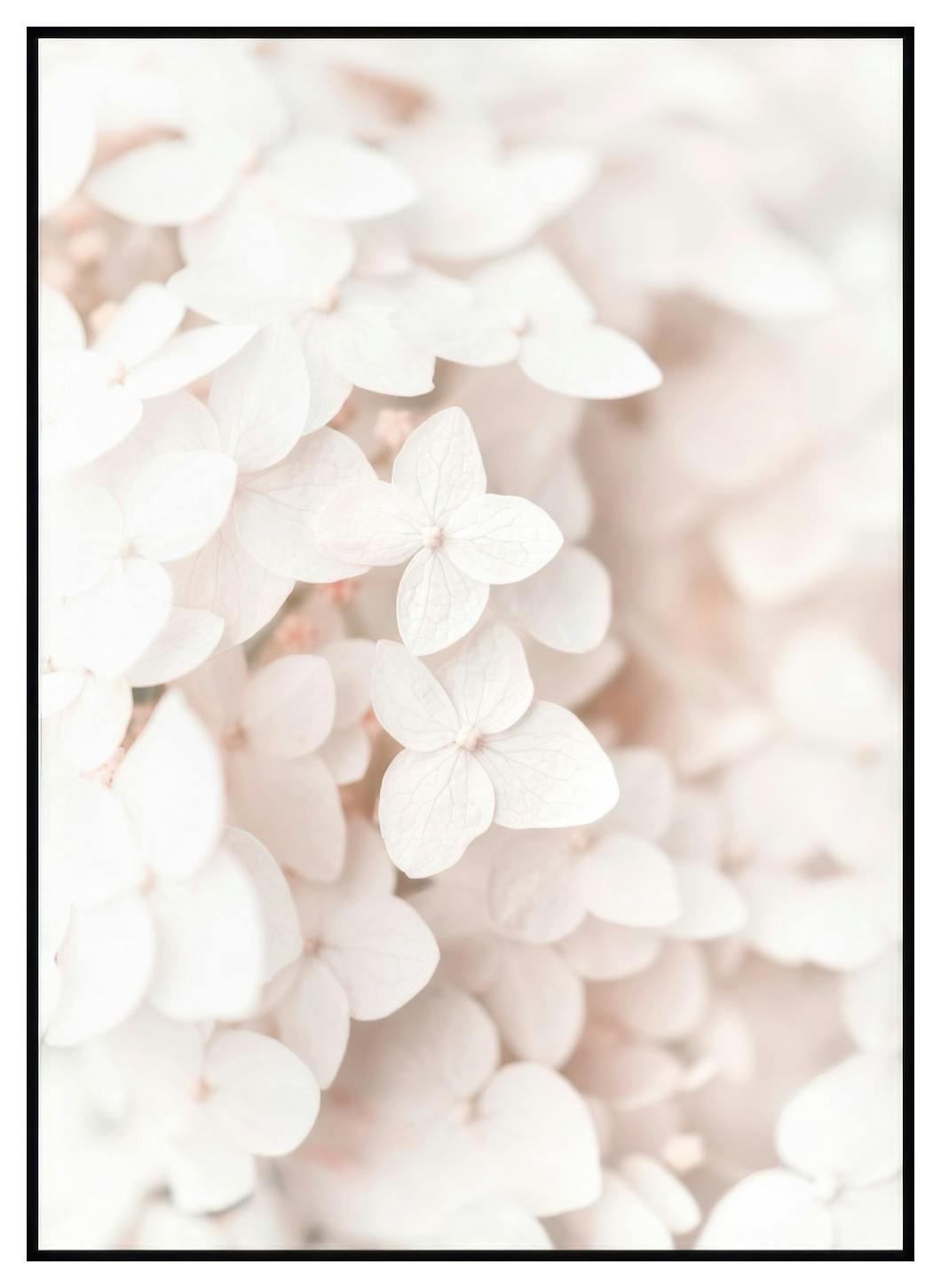 Witte Hortensia Poster (50x70 cm) - Poster Store