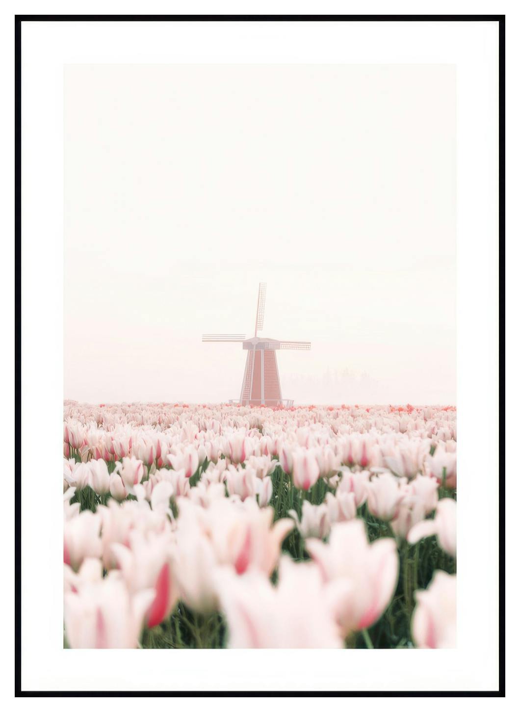Tulppaani Tuulimylly Juliste (50x70 cm) - Poster Store