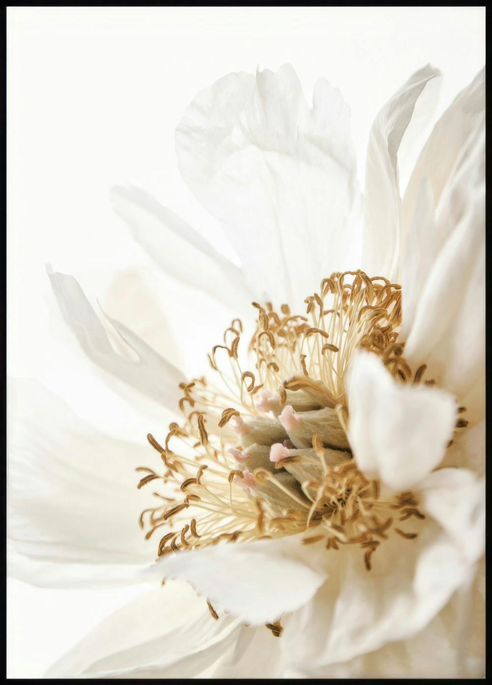 Peonia Dorata Poster 0