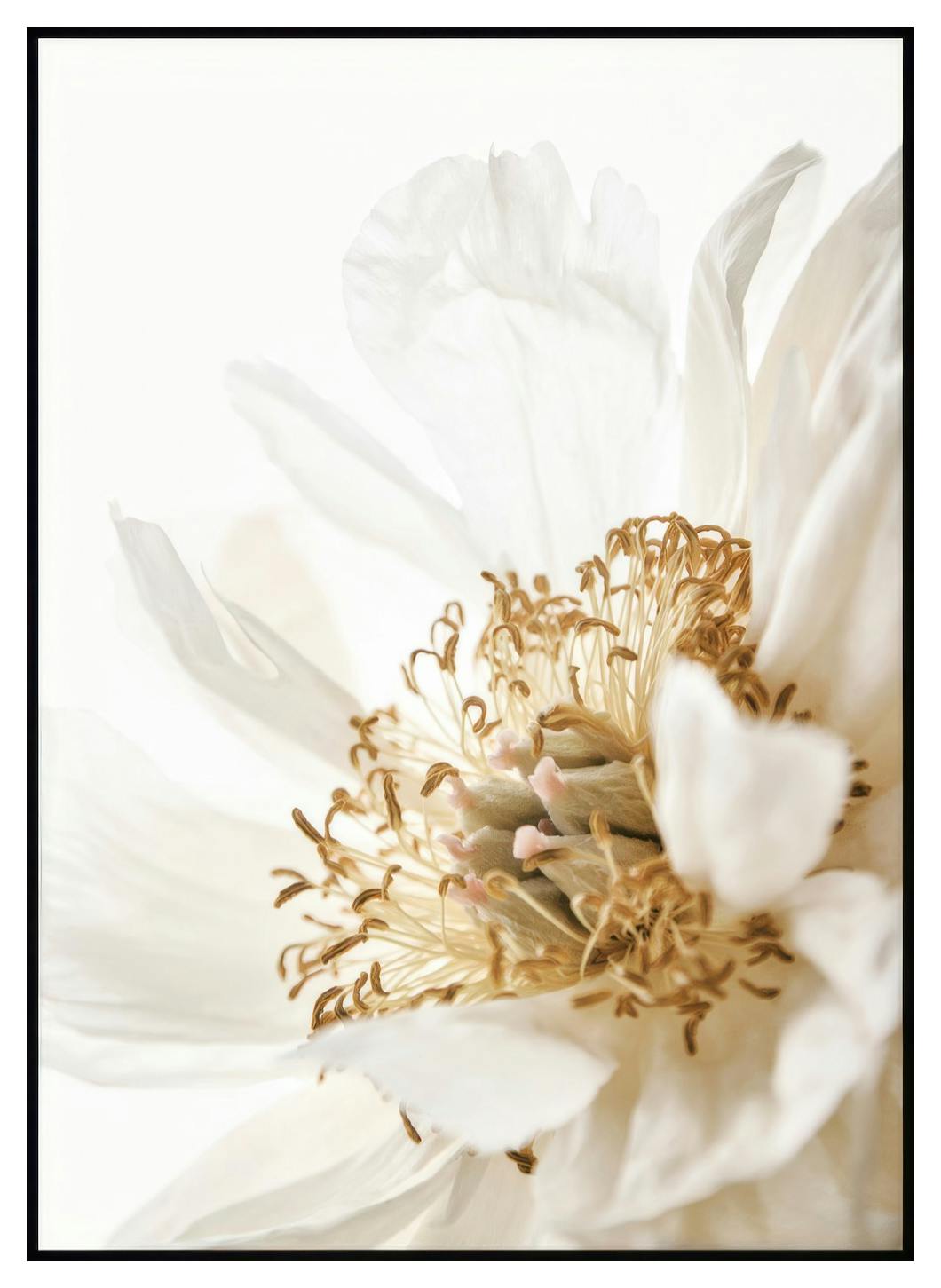 Mooie Pioen Poster (30x40 cm) - Poster Store
