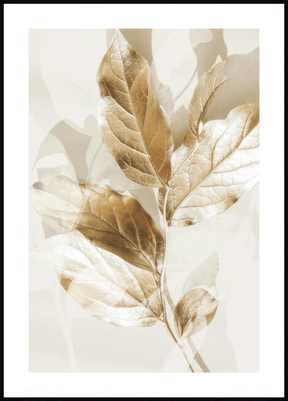 Eucalipto Dorato No2 Poster 0
