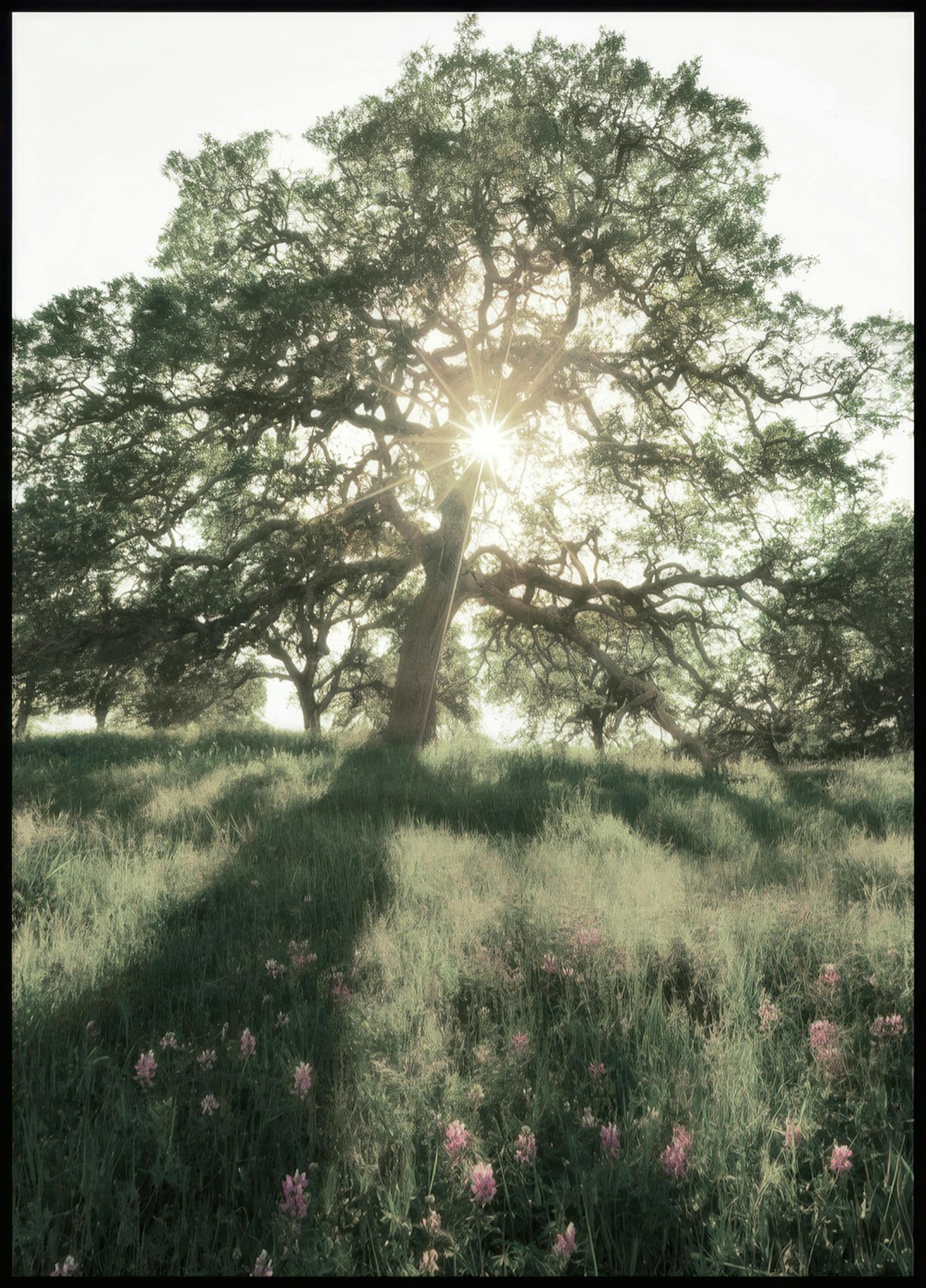 Poster Rayons de soleil traverssants 0