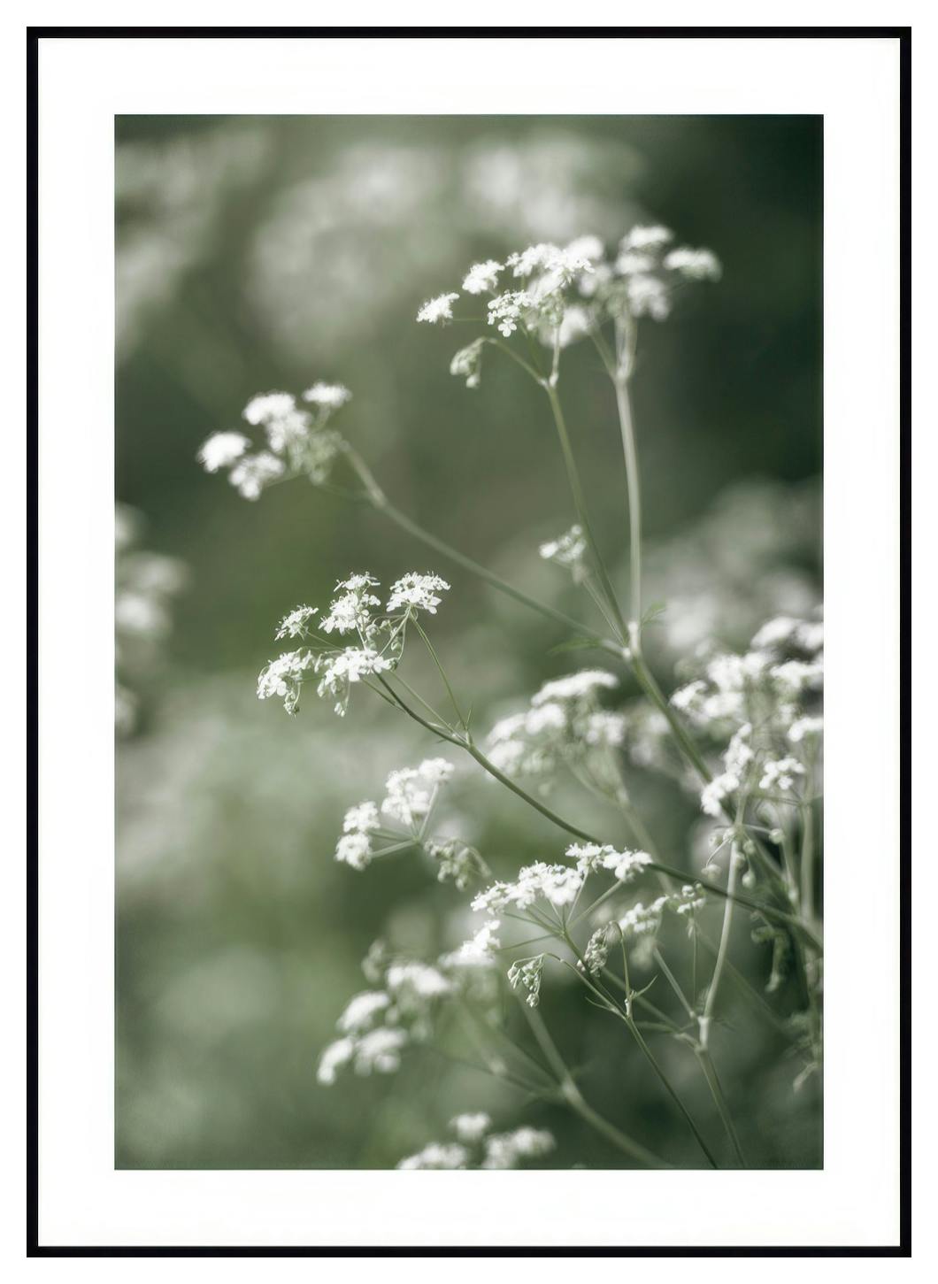 Poster cerfoglio selvatico (21x30 cm) - Poster Store