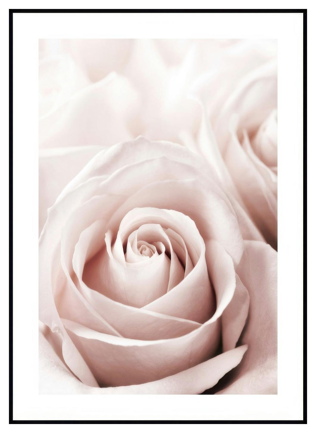 Poster Rose rosa antico (21x30 cm) - Poster Store