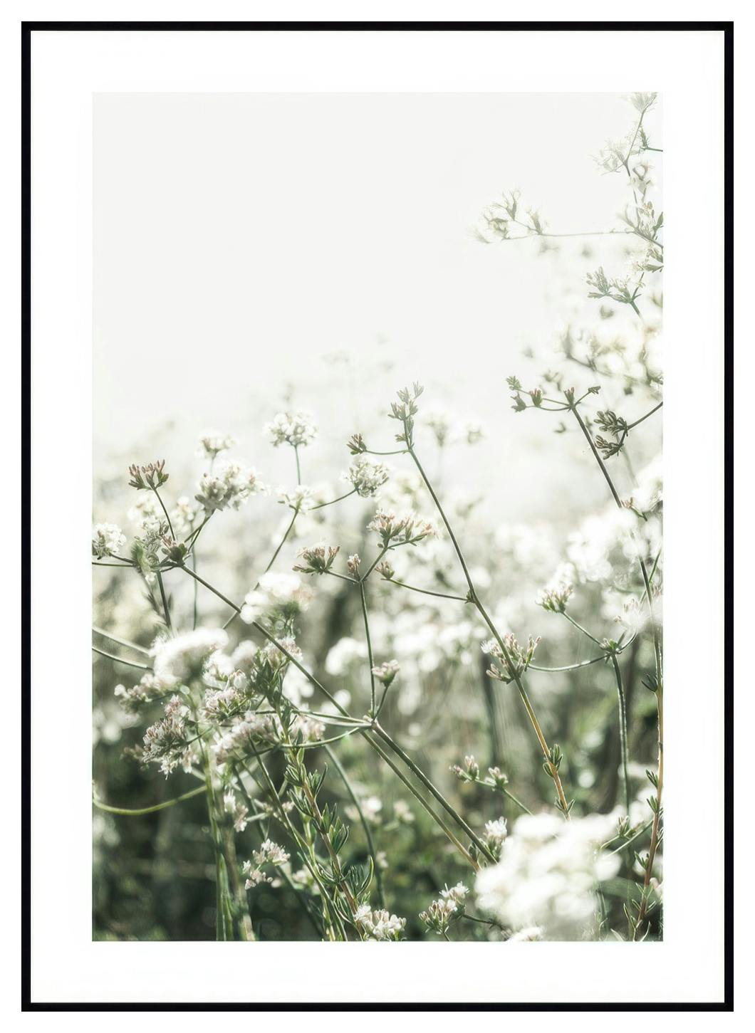 Små Hvite Blomster Poster (30x40 cm) - Poster Store