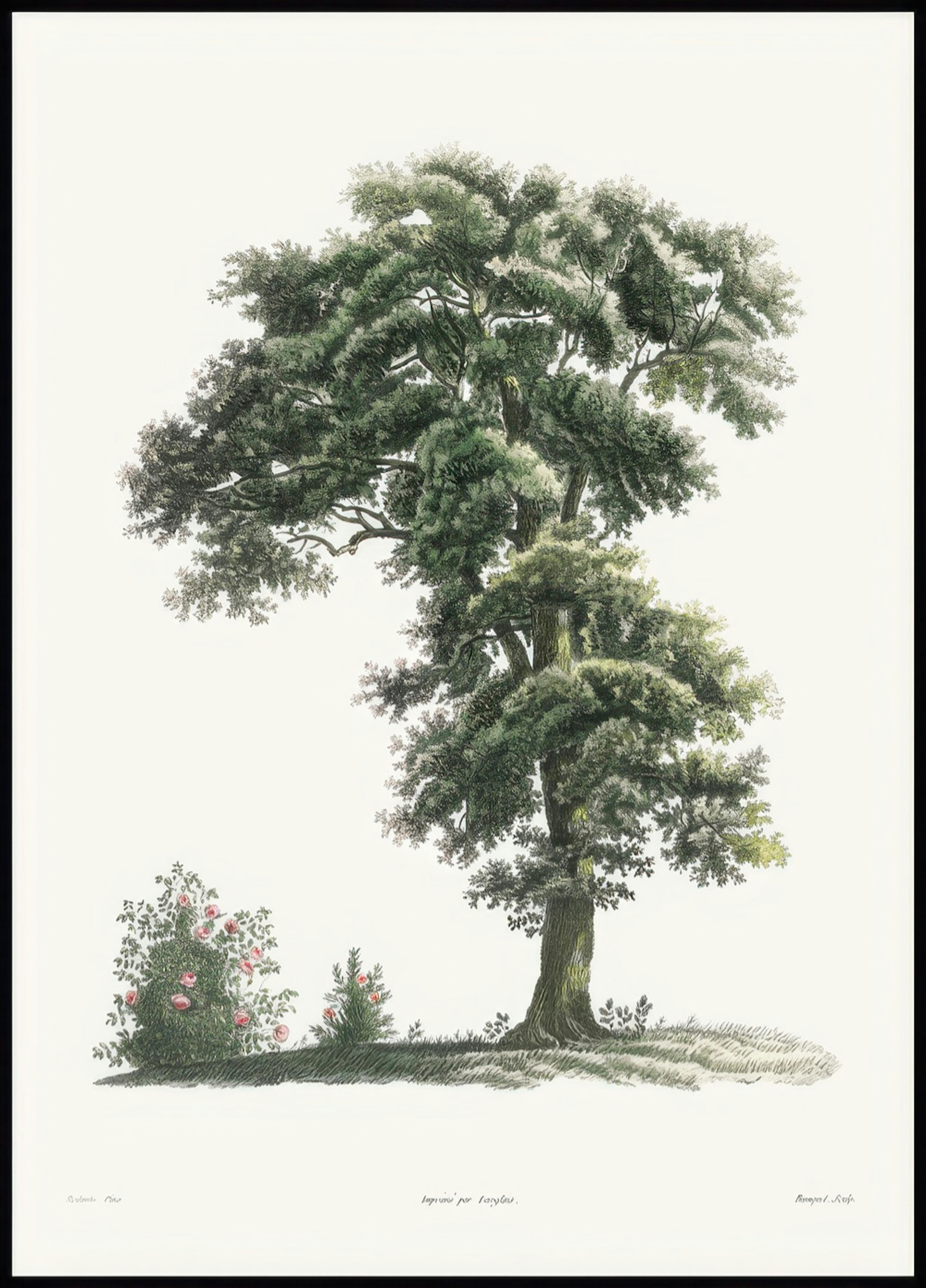 Klassisk Træ Illustation Plakat 0